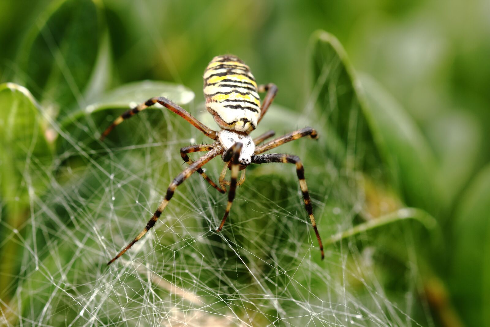 Canon EOS 60D sample photo. Spider, canvas, spider web photography