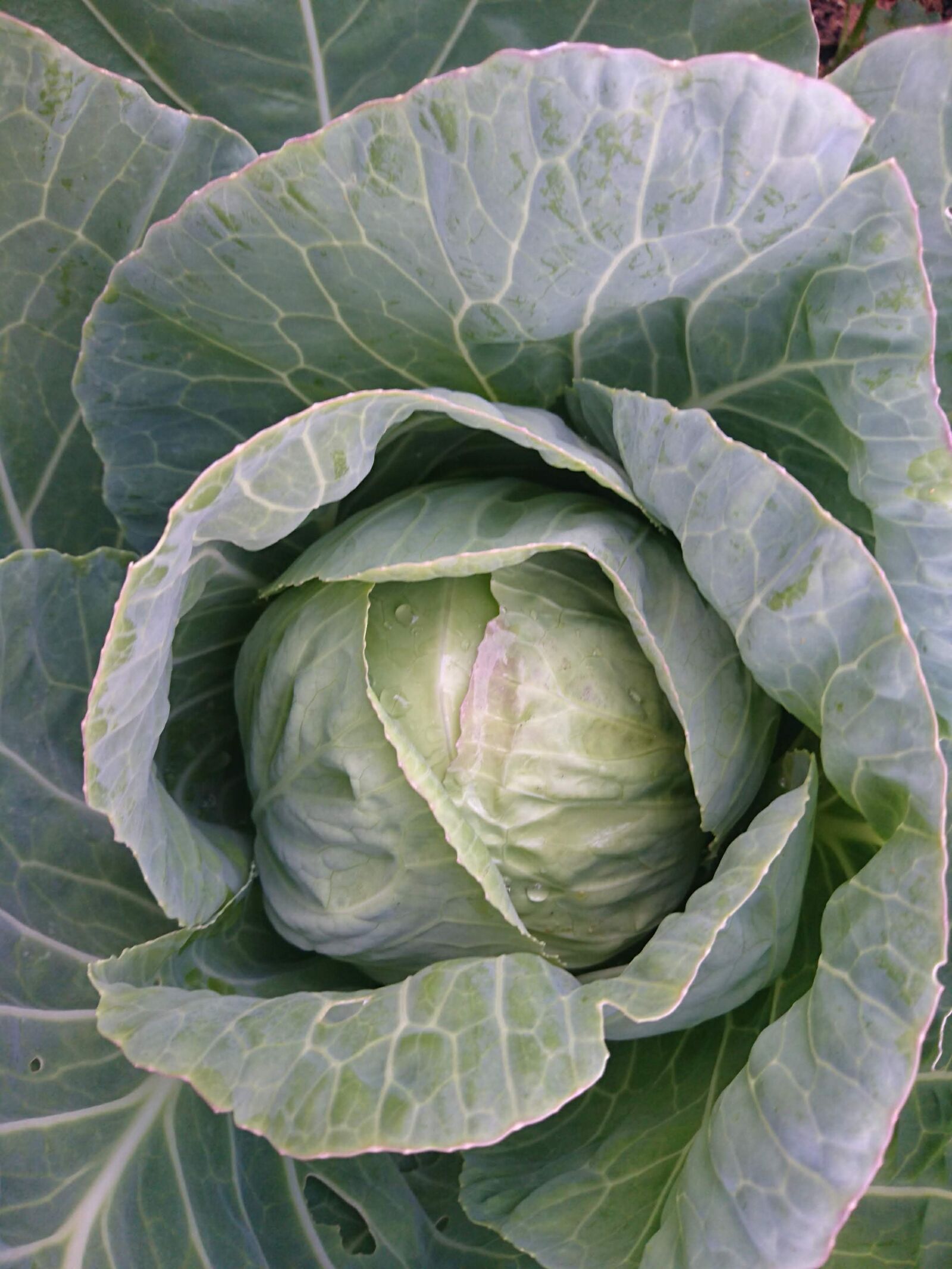 Sony Xperia Z5 Premium sample photo. Cabbage, organic, backyard gardening photography