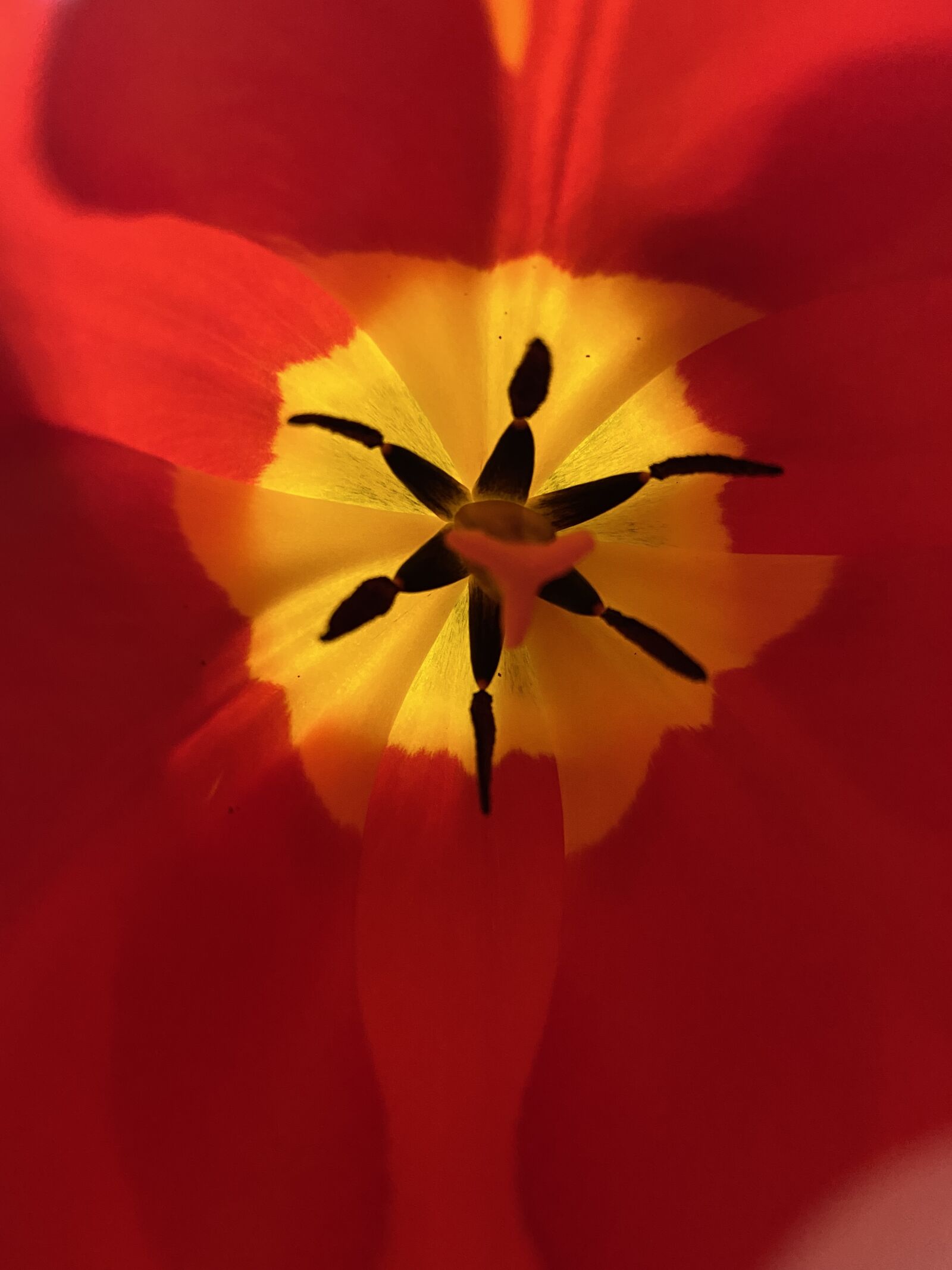 Apple iPhone 11 sample photo. Flower, tulip, spring photography