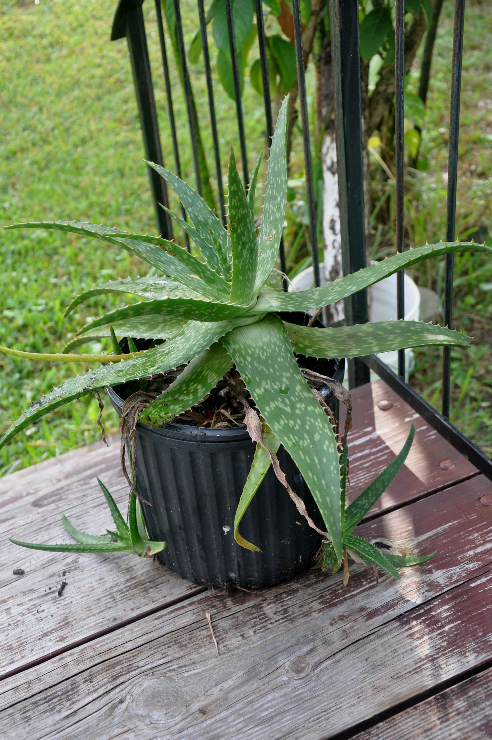 Nikon D90 sample photo. Aloe, babies, wood steps photography
