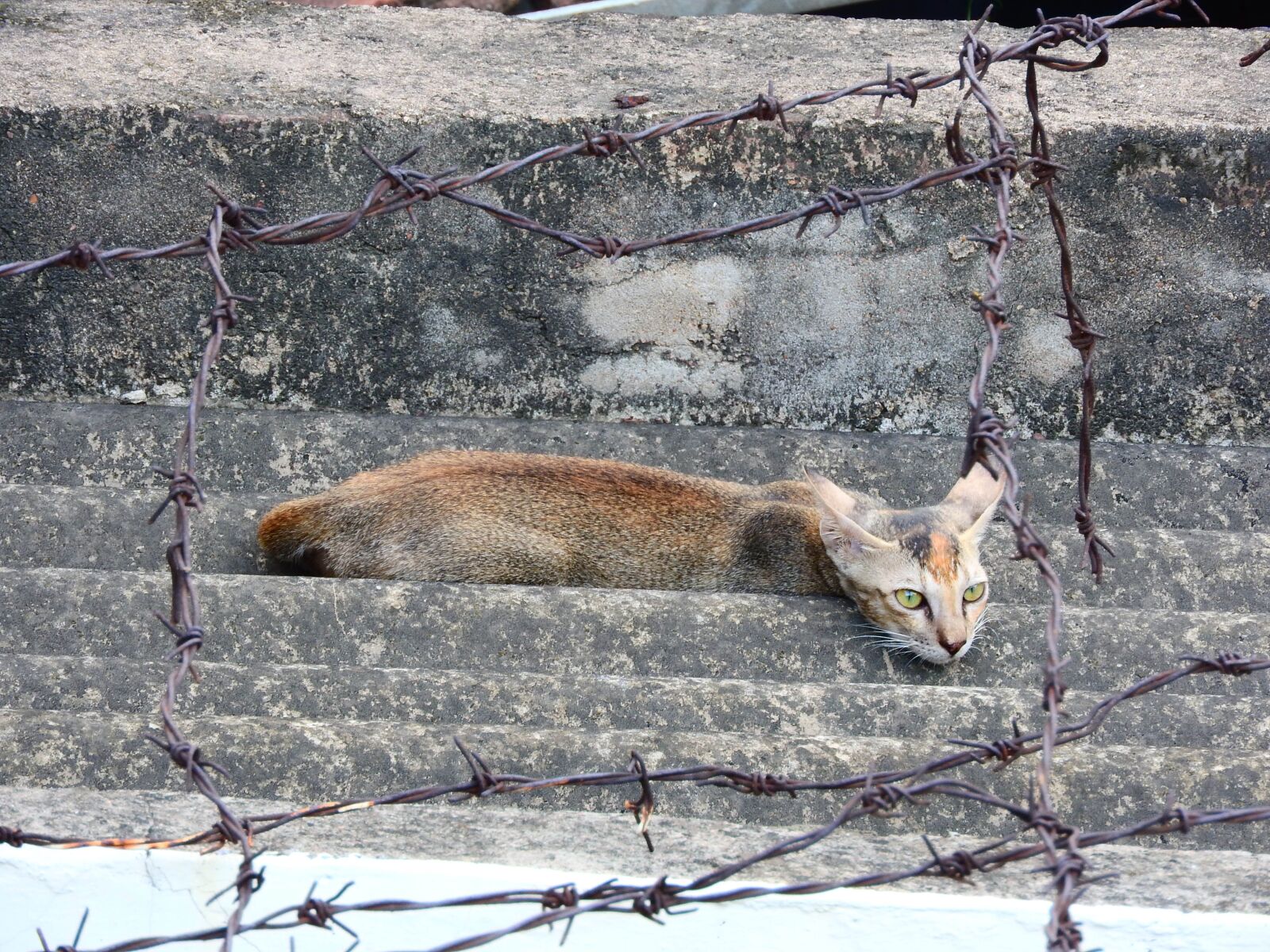 Nikon Coolpix P610 sample photo. Cat, animal, cute photography
