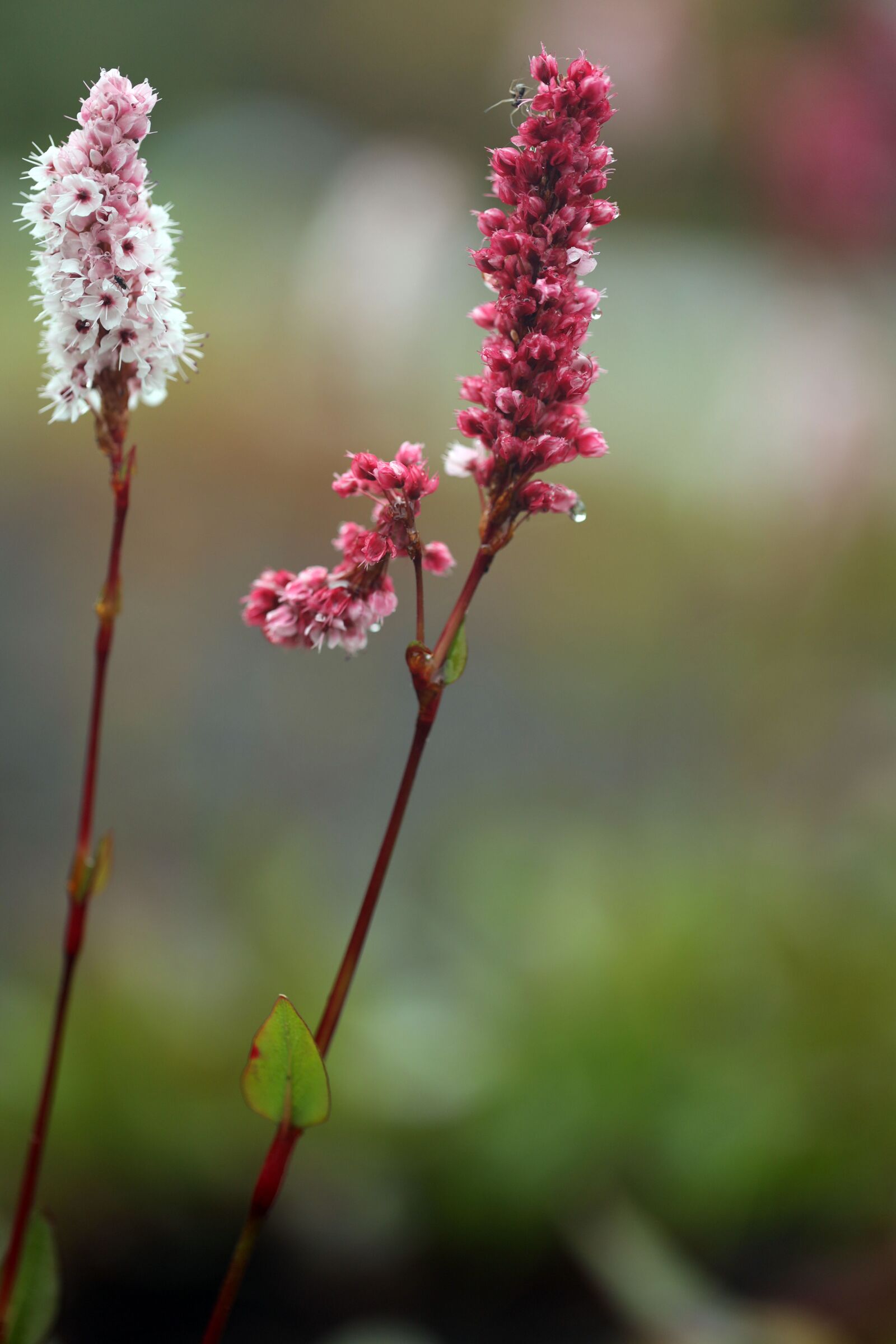 Canon EF 100mm F2.8L Macro IS USM sample photo. Flower, pink, nature photography