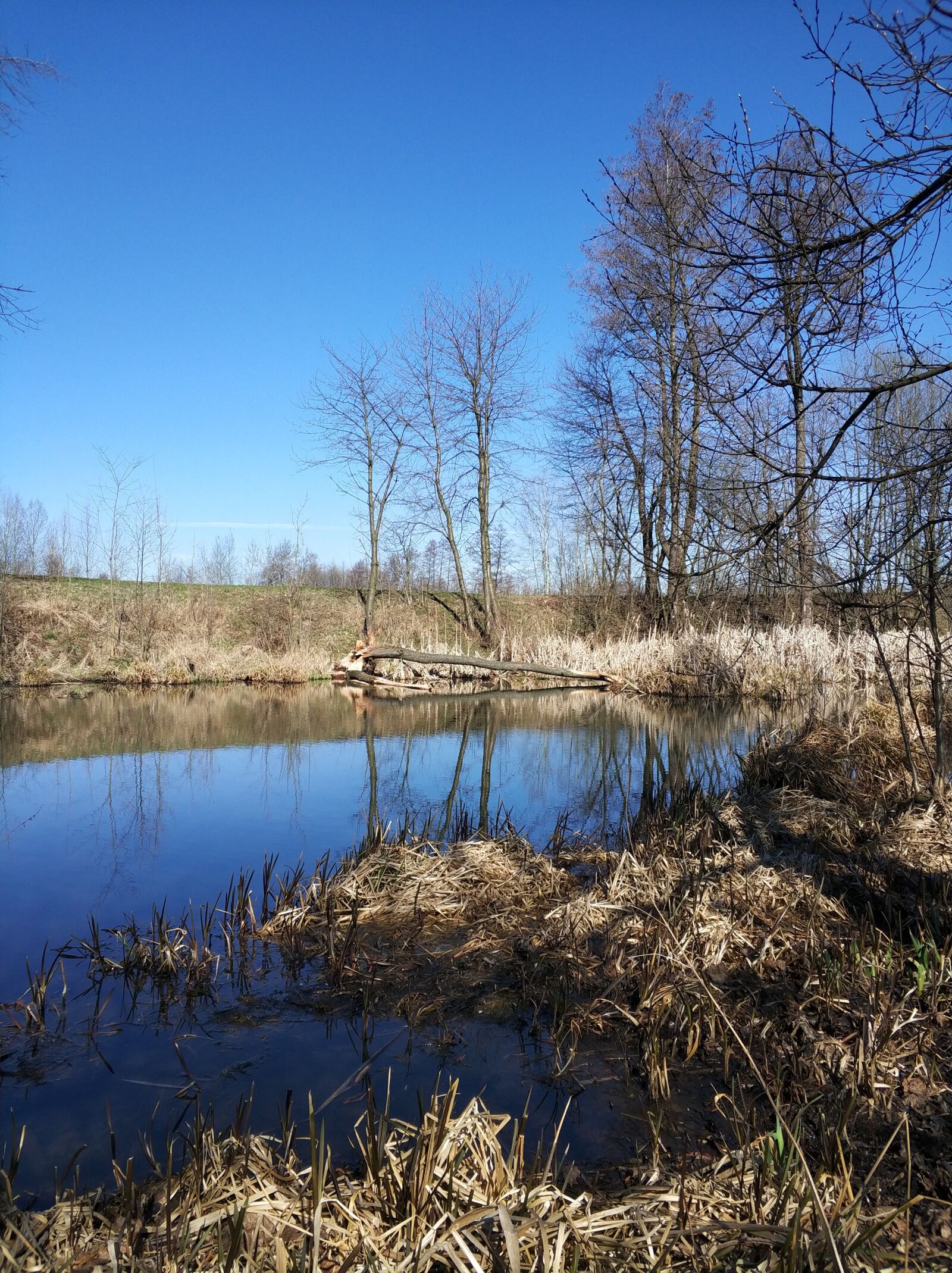 Xiaomi MI6 sample photo. Tree, beavers, beaver photography