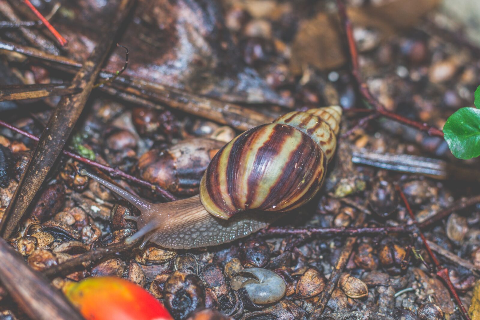 Canon EOS 700D (EOS Rebel T5i / EOS Kiss X7i) + Canon EF 50mm F1.8 STM sample photo. Clams, snail, shell photography