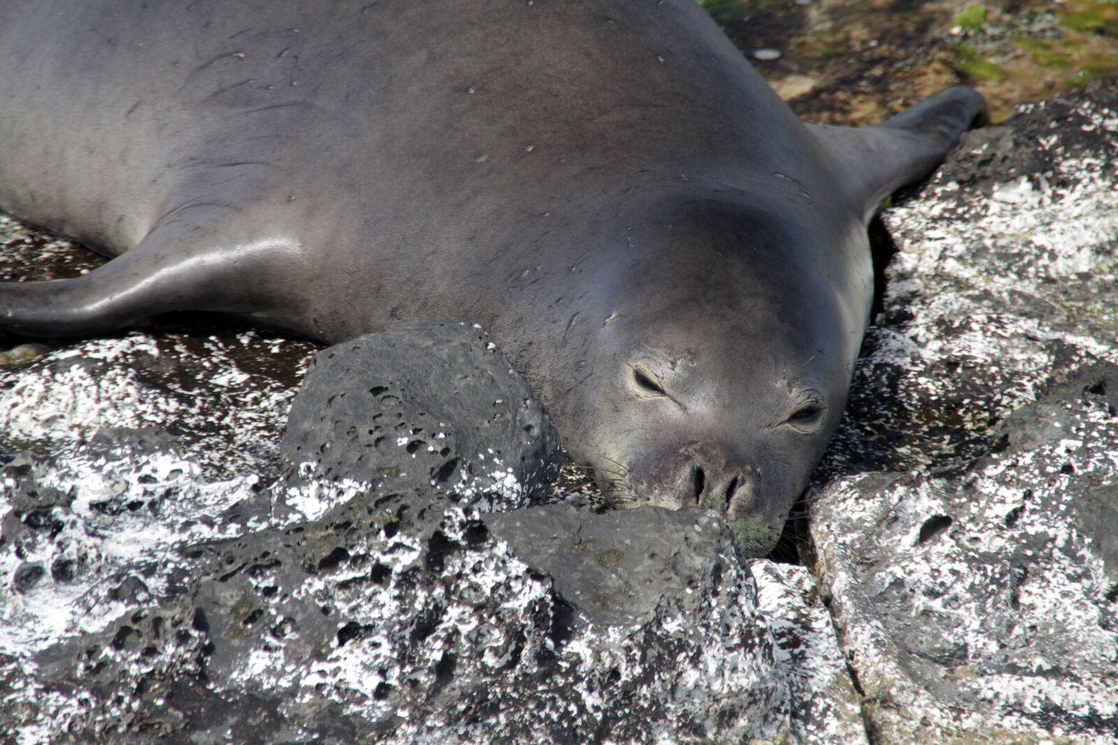 Canon EOS 7D sample photo. Sea lion, animal, seal photography