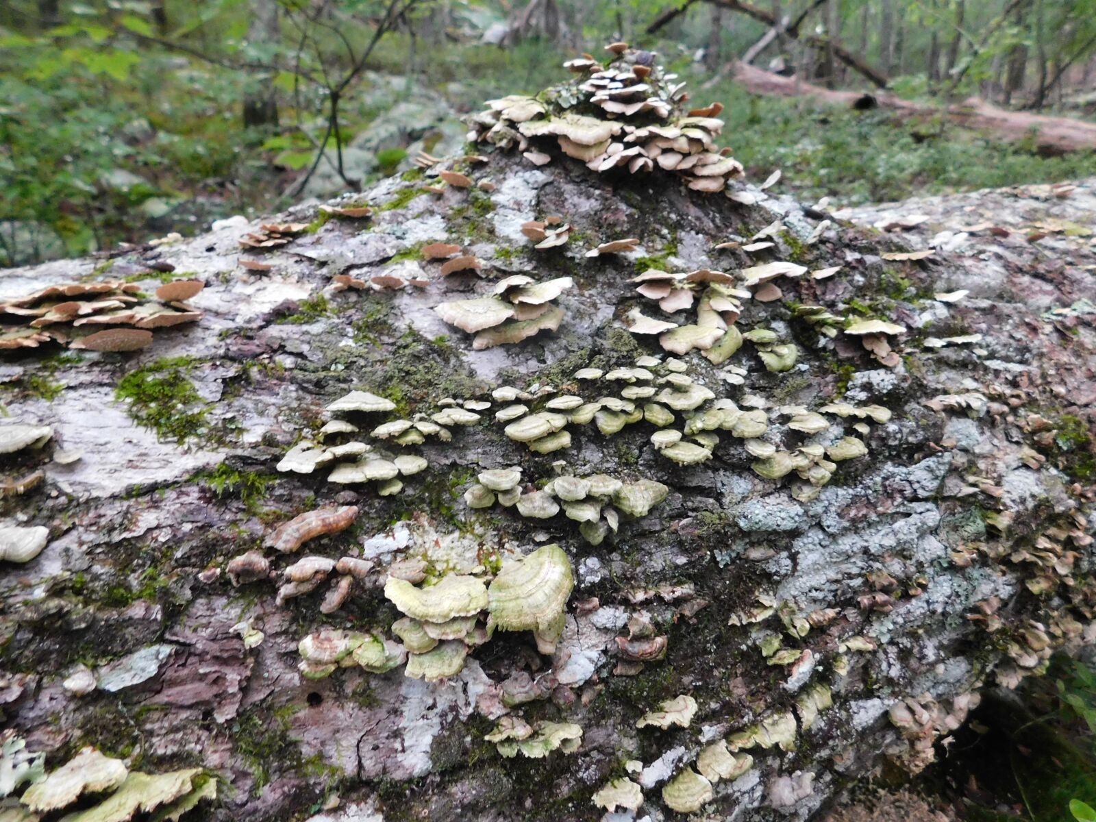 Nikon Coolpix B500 sample photo. Mushrooms, fungi, forest photography