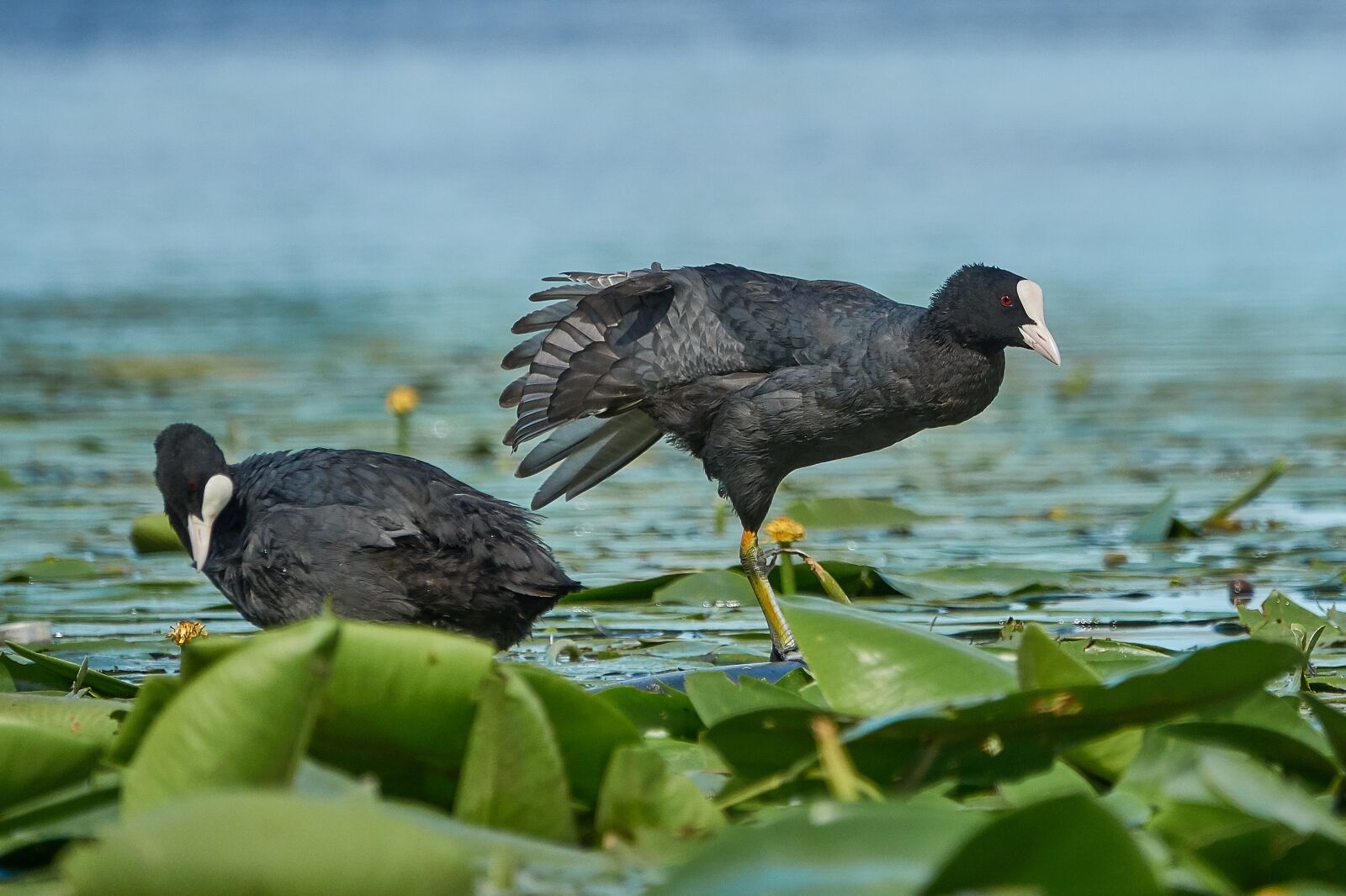 Sony Cyber-shot DSC-RX10 III sample photo. Bird, lake, water photography