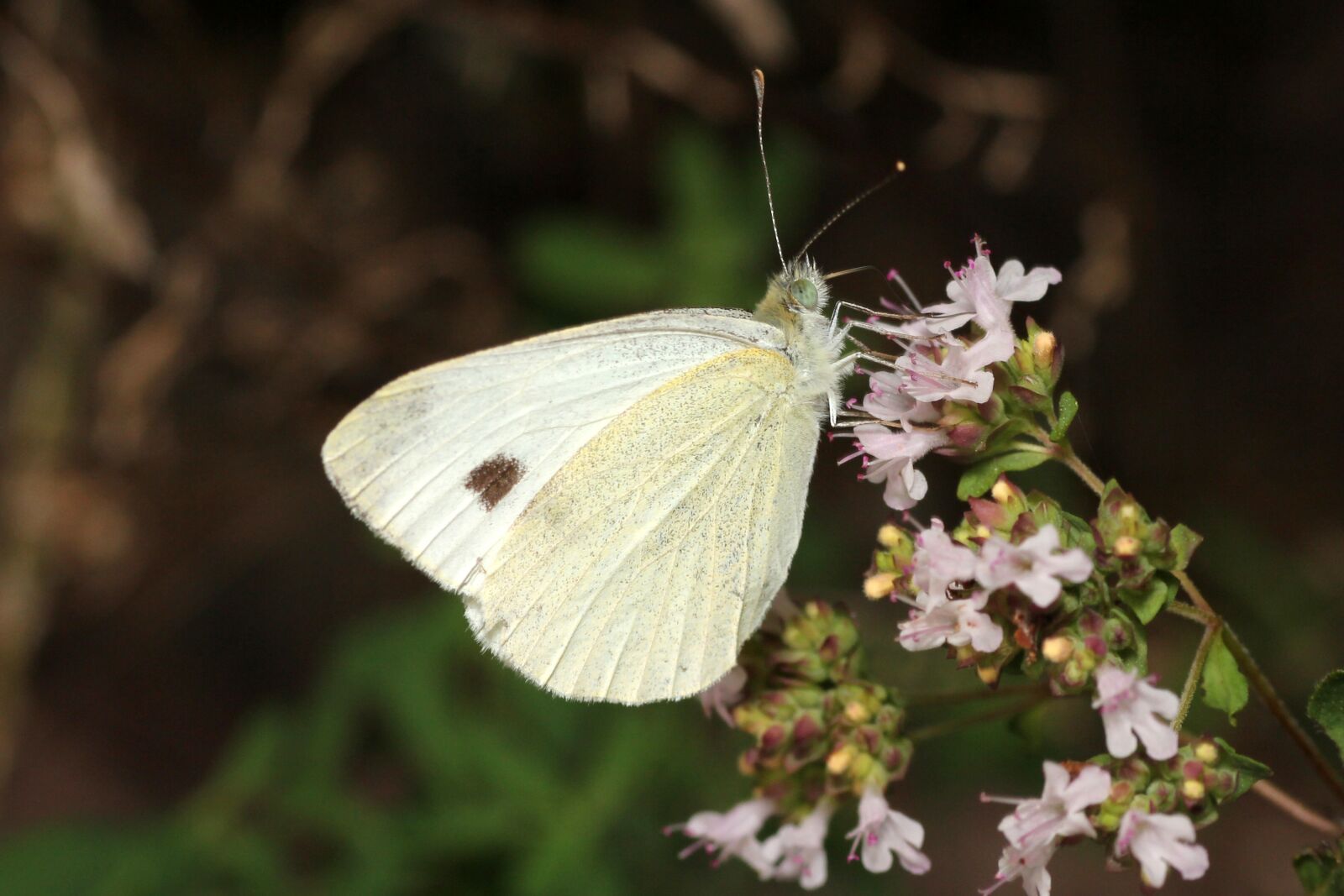 Canon EOS 60D sample photo. Butterfly, flower, floral ornament photography
