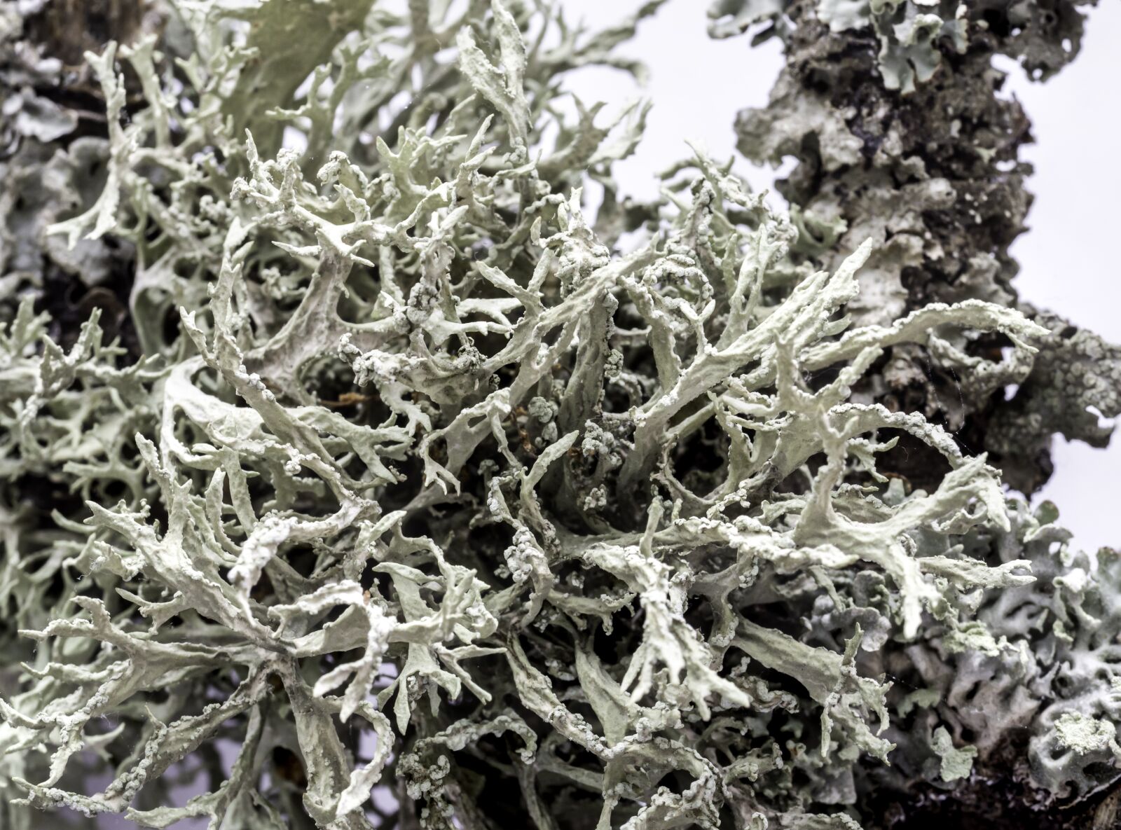 Olympus M.Zuiko Digital ED 60mm F2.8 Macro sample photo. Oak moss, lichen, evernia photography