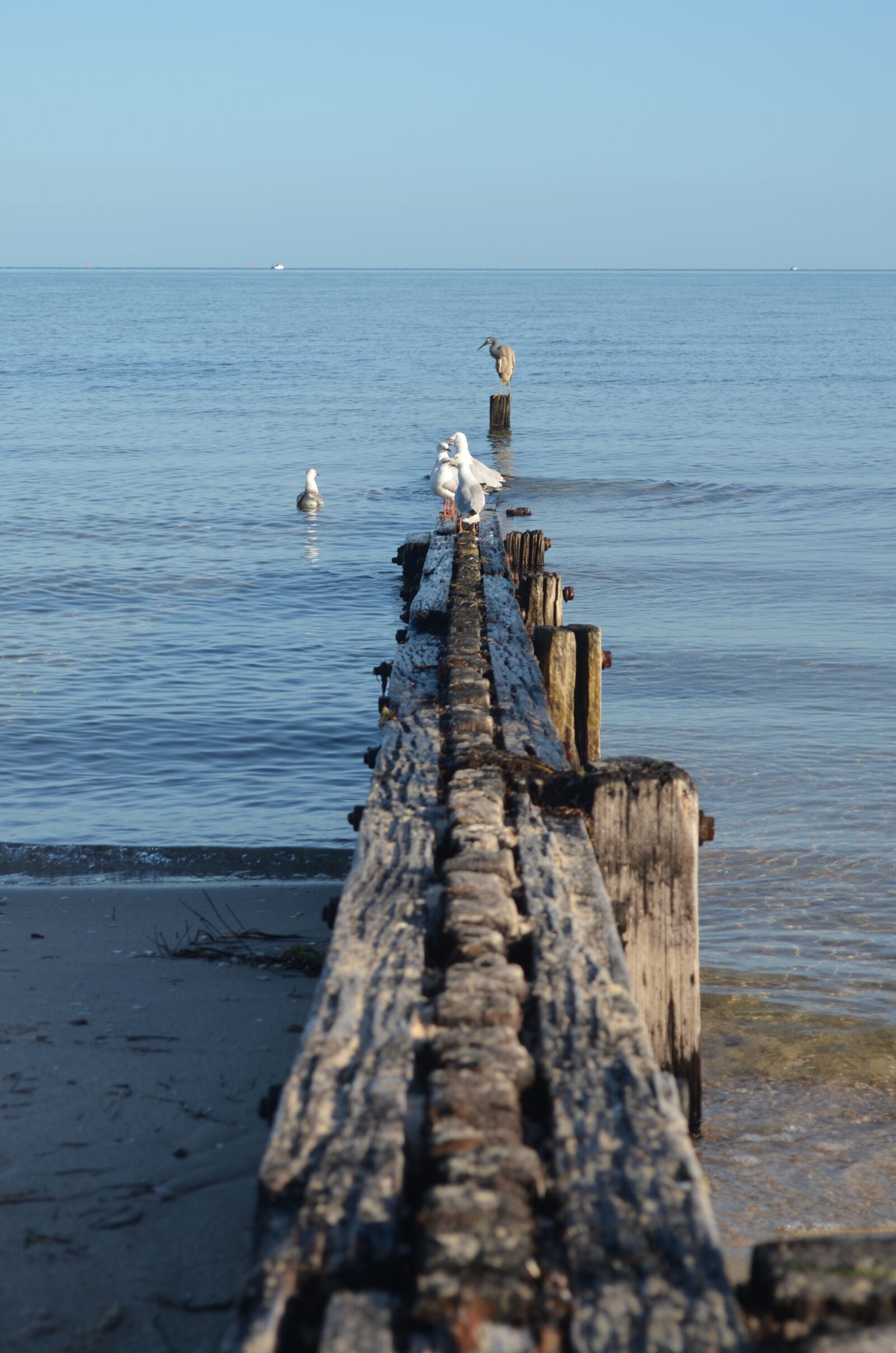Nikon D5100 sample photo. Coast, peninsula, melbourne photography