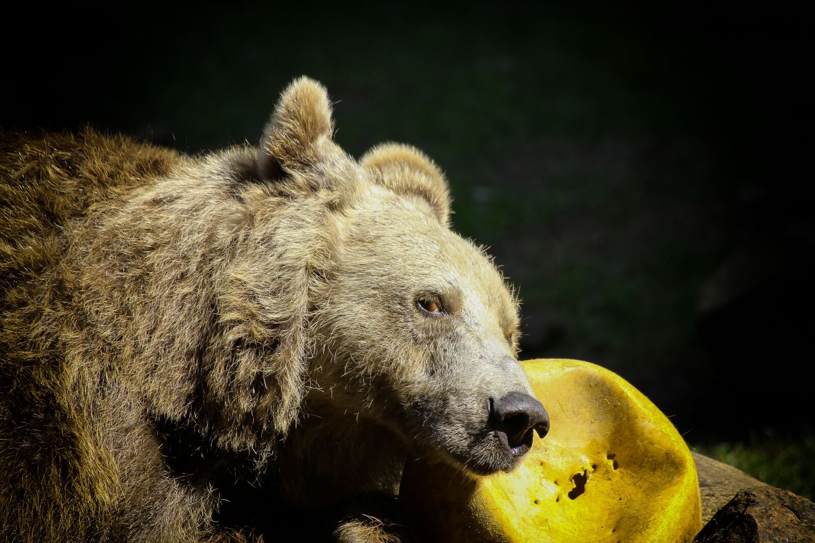 Canon EOS 600D (Rebel EOS T3i / EOS Kiss X5) sample photo. Bear, brown bear, zoo photography
