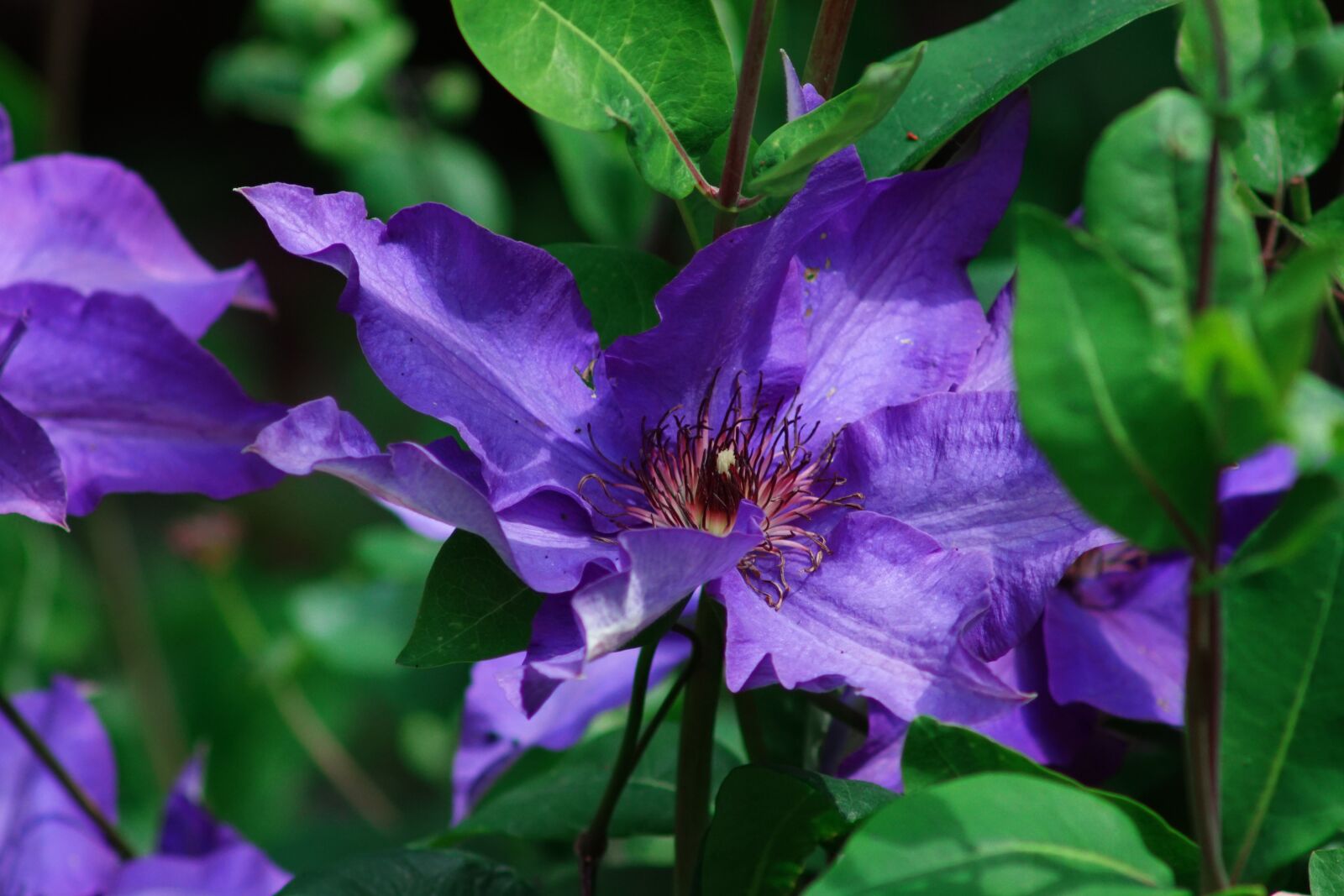 Sony SLT-A68 sample photo. Clematis, early summer, garden photography
