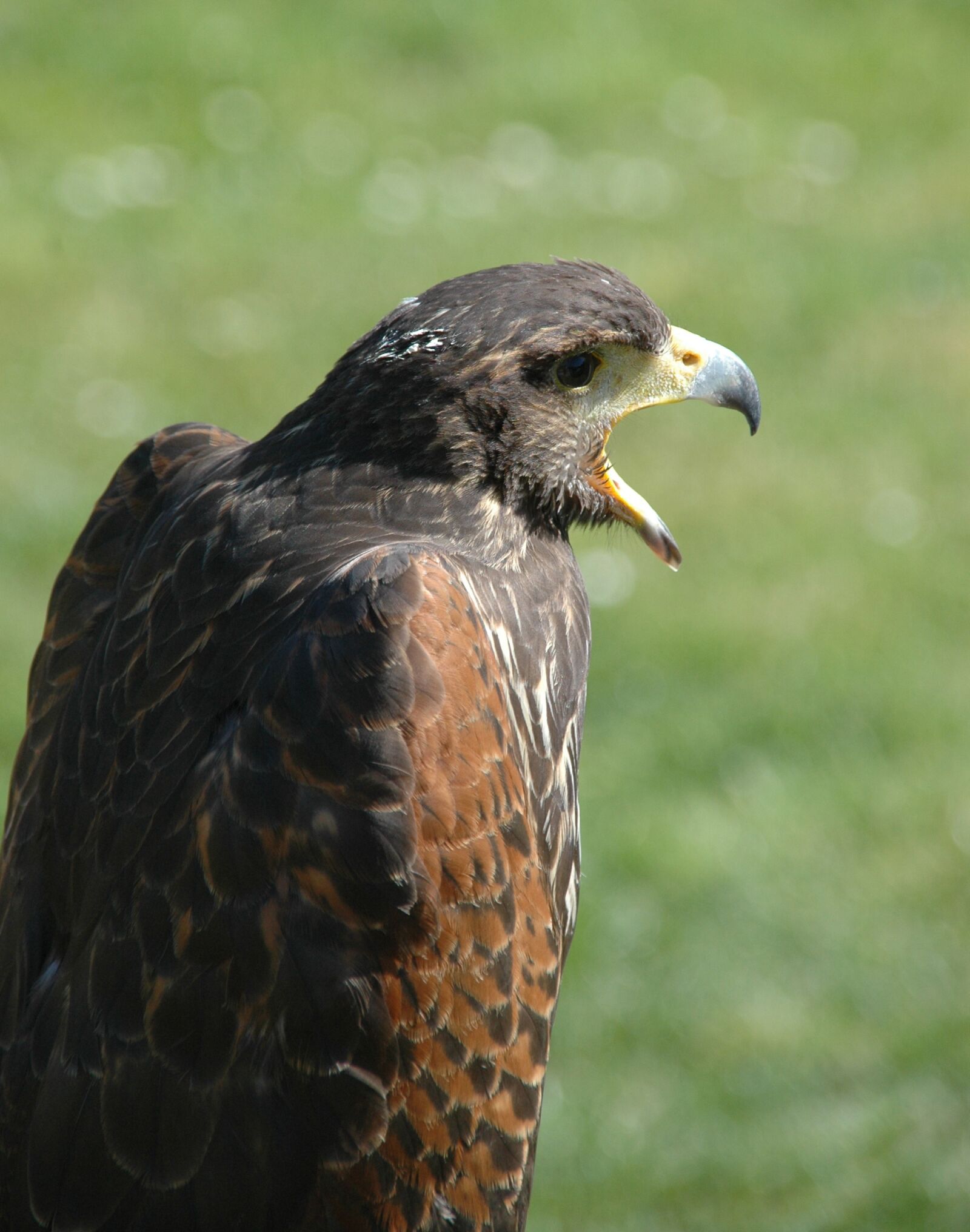Nikon D70 sample photo. Raptor, bird, eagle photography