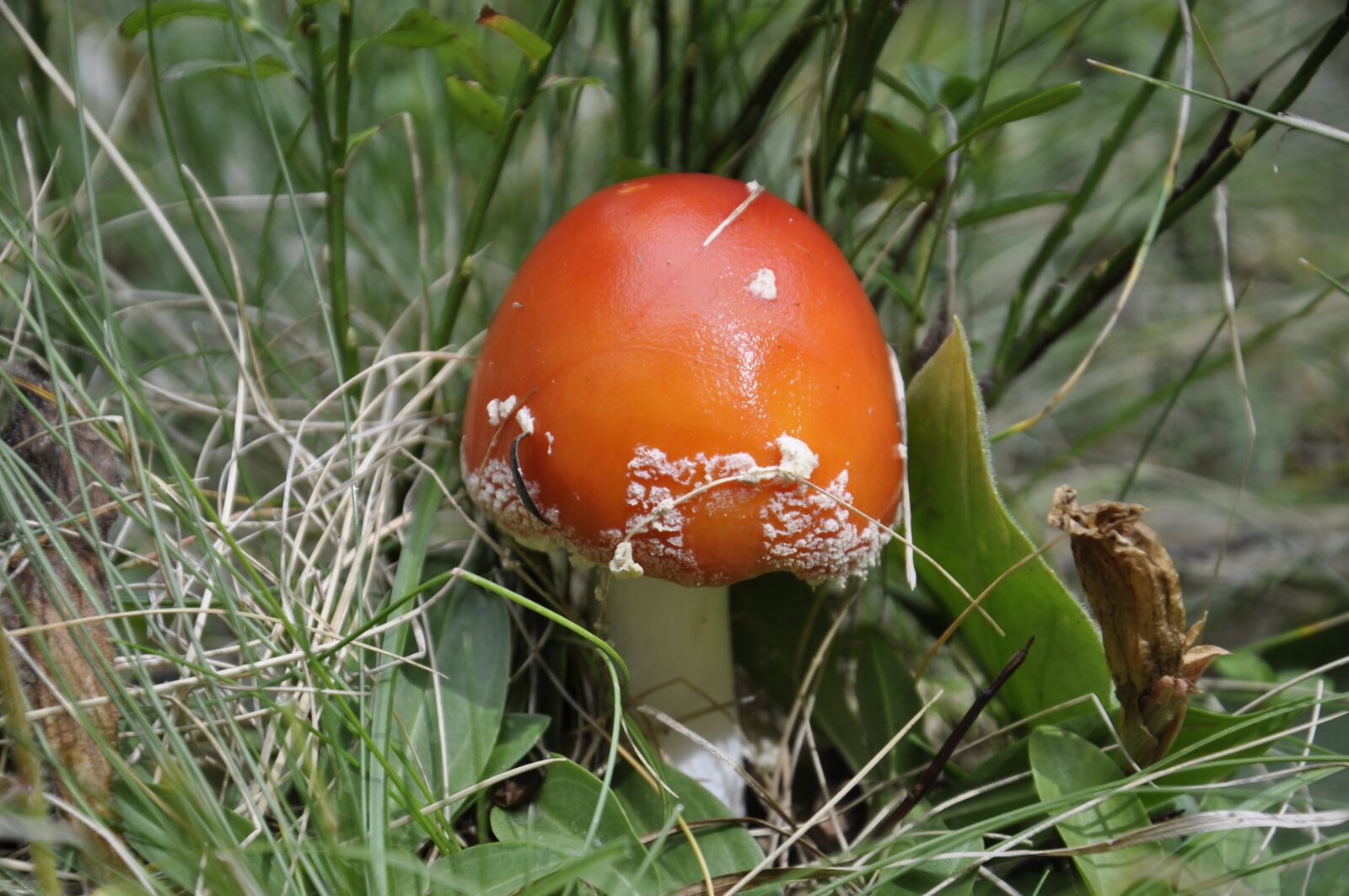 Nikon D5000 sample photo. Fungus, amanita muscaria, forest photography