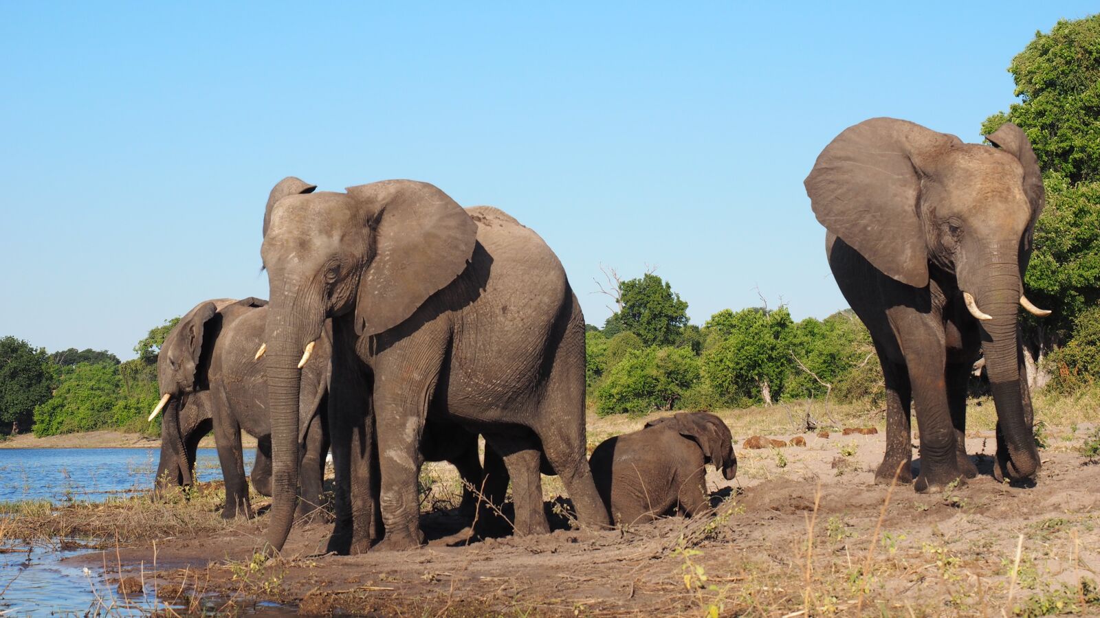 Olympus OM-D E-M1 + Olympus M.Zuiko Digital ED 12-40mm F2.8 Pro sample photo. Animals, elephants, africa photography