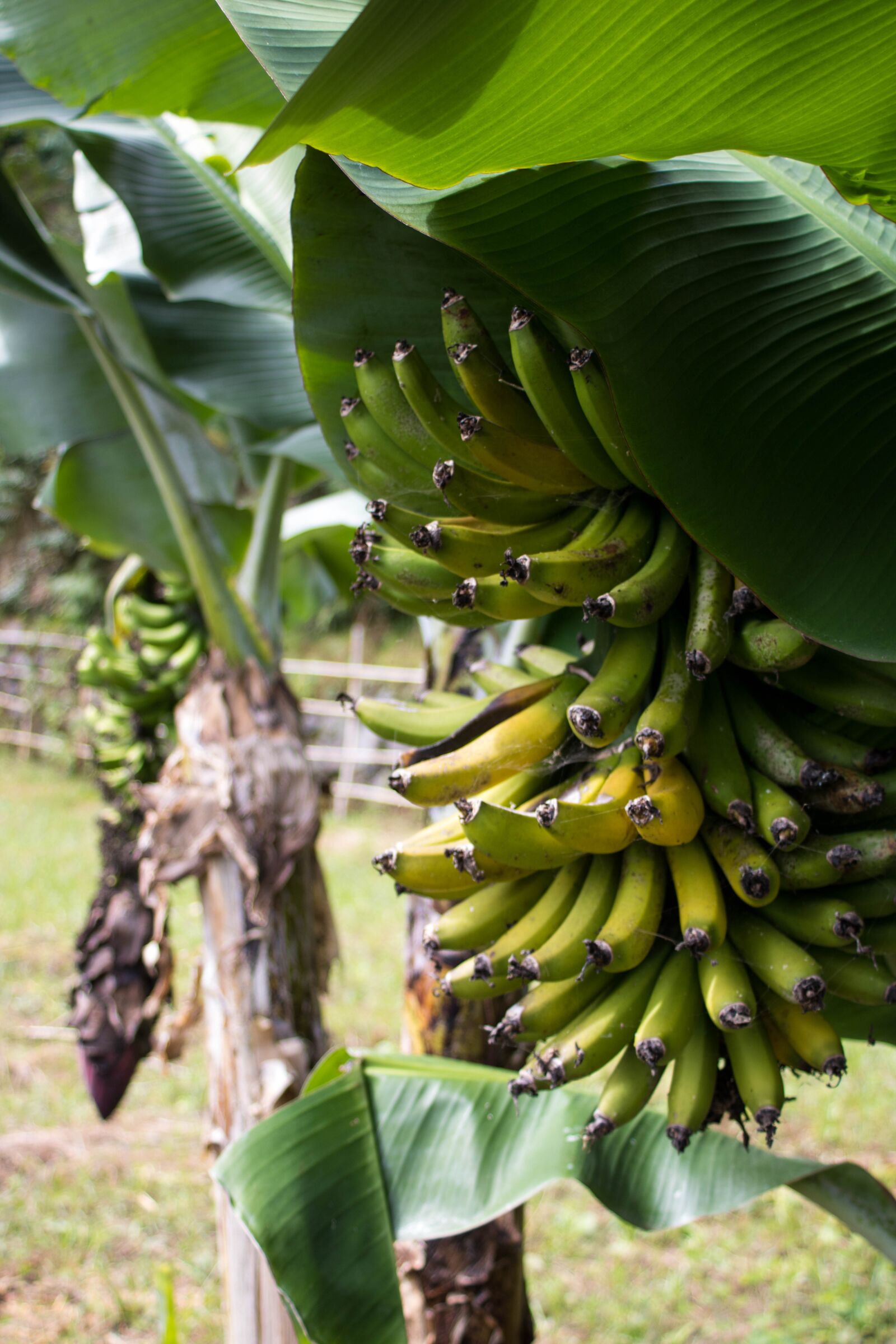 Canon EOS 750D (EOS Rebel T6i / EOS Kiss X8i) + Canon EF 28-80mm f/3.5-5.6 USM sample photo. Fruit, banana, azores photography