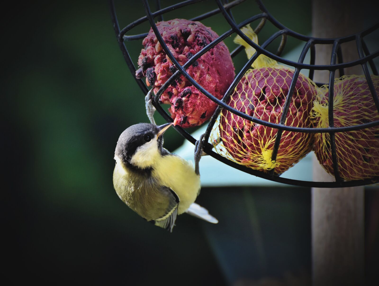 Nikon D7200 sample photo. Tit, songbird, small bird photography