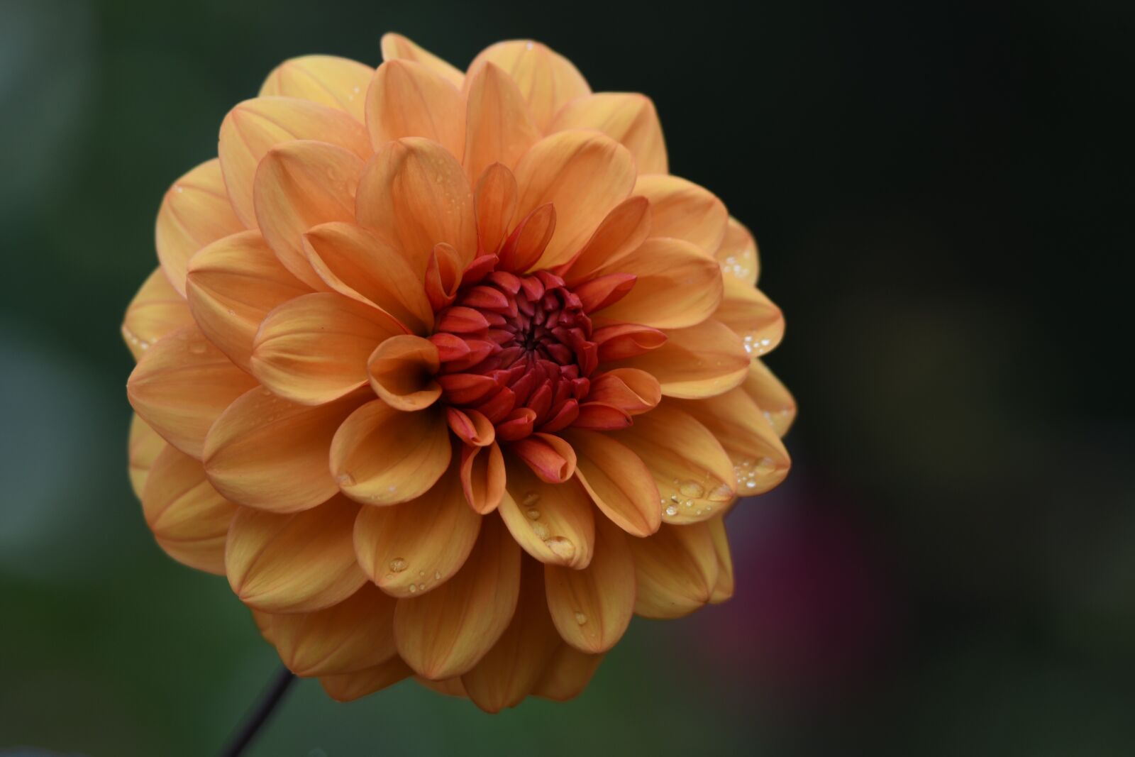 Nikon D500 sample photo. Dahlia, orange dahlia, morning photography