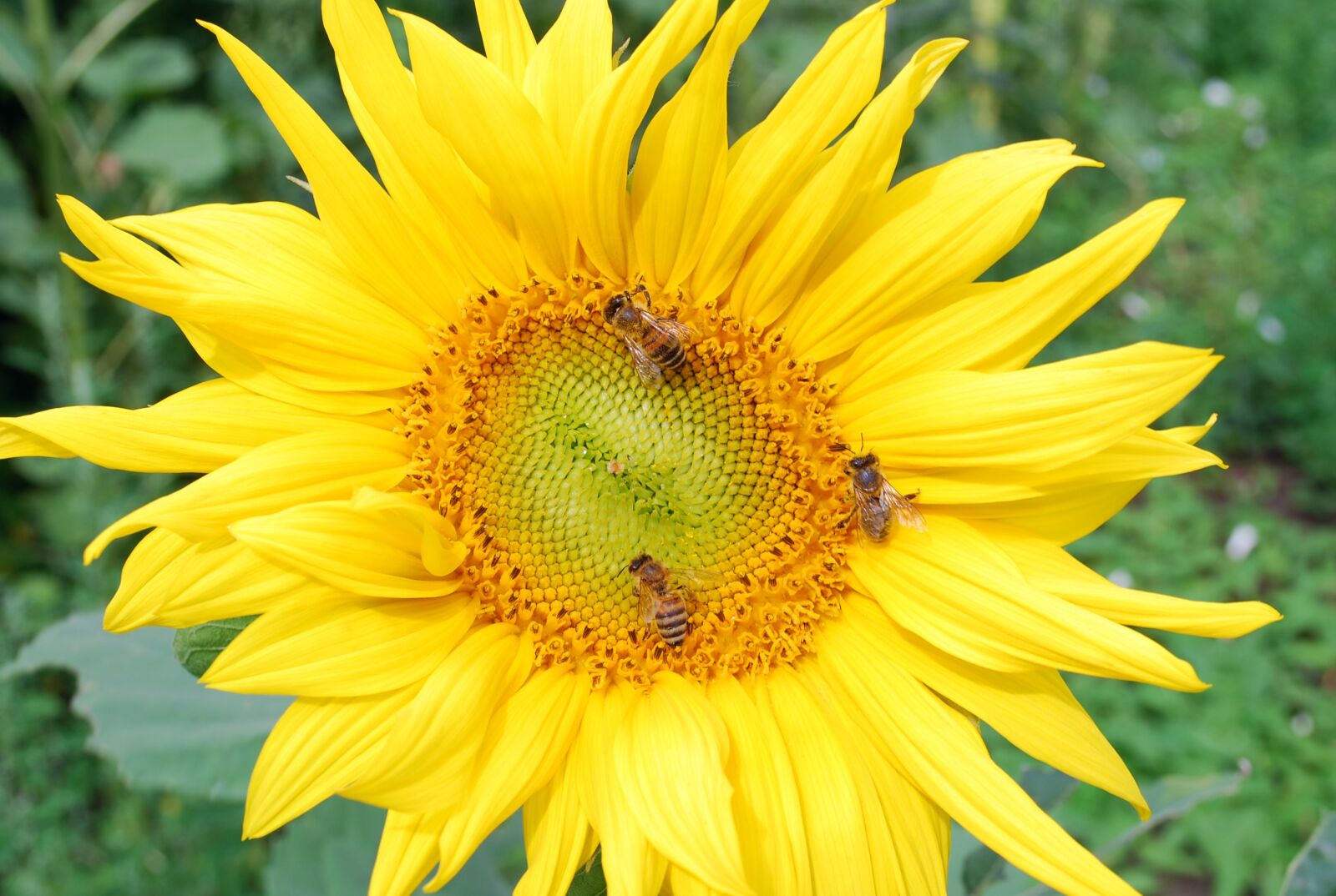 Nikon D60 sample photo. Sunflower, summer, sun photography
