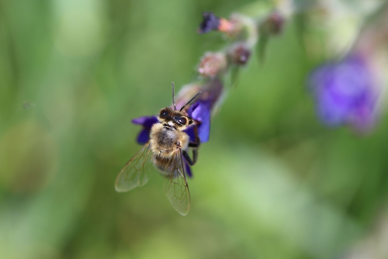 Canon EF-S 60mm F2.8 Macro USM sample photo. Bee, pollen, nature photography