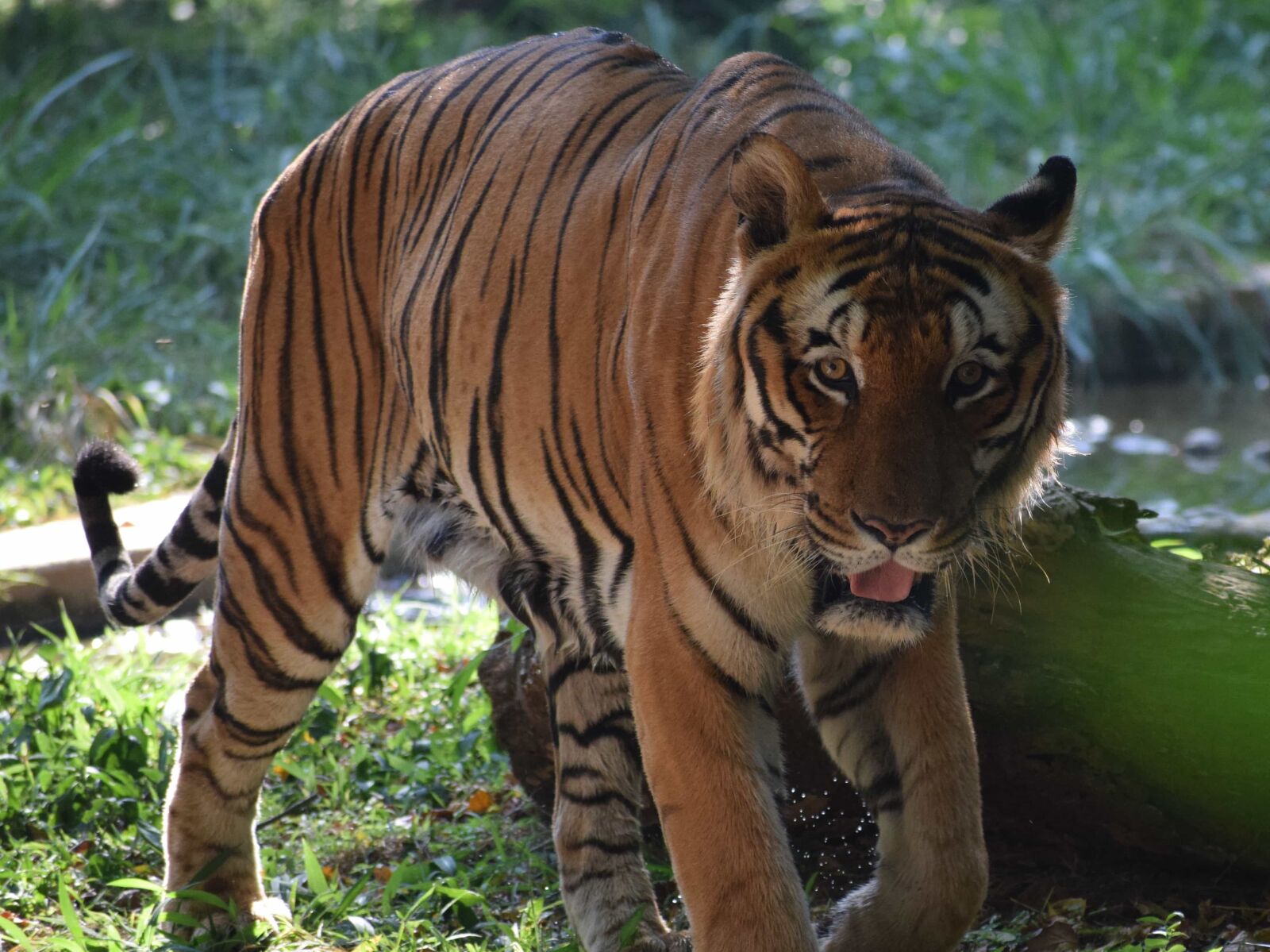 Nikon AF-P DX Nikkor 70-300mm F4.5-6.3G VR sample photo. Bengal, head, indian, predator photography