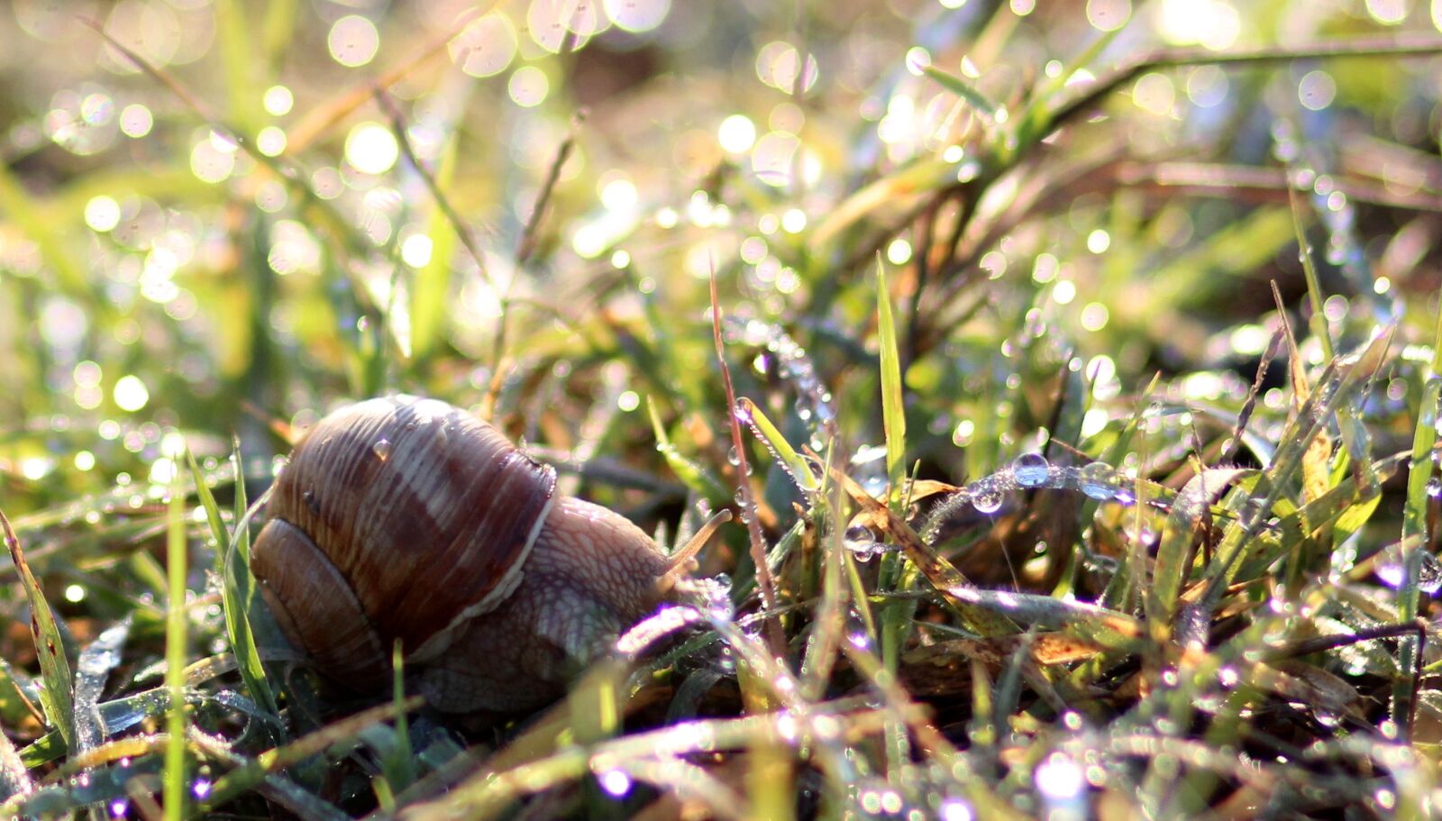 Canon EOS 700D (EOS Rebel T5i / EOS Kiss X7i) + Canon EF 85mm F1.8 USM sample photo. Snail, dew, morning photography