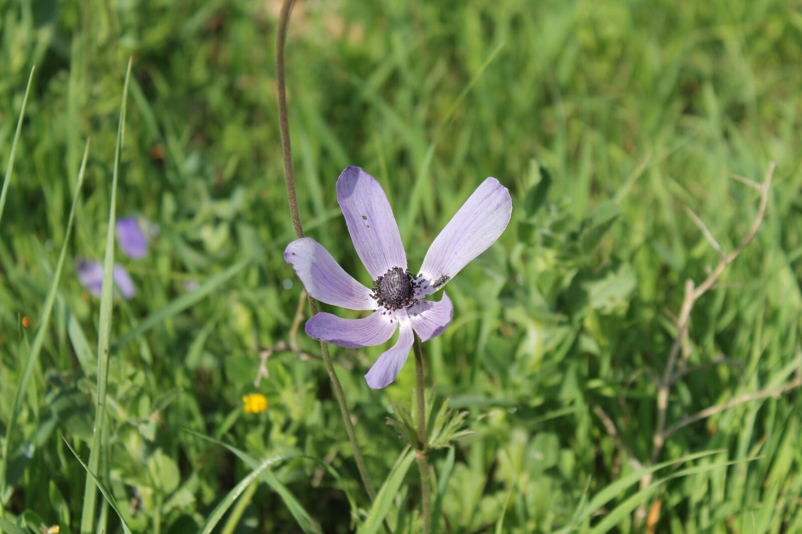 Canon EOS 1100D (EOS Rebel T3 / EOS Kiss X50) sample photo. Flower, spring, blossom photography
