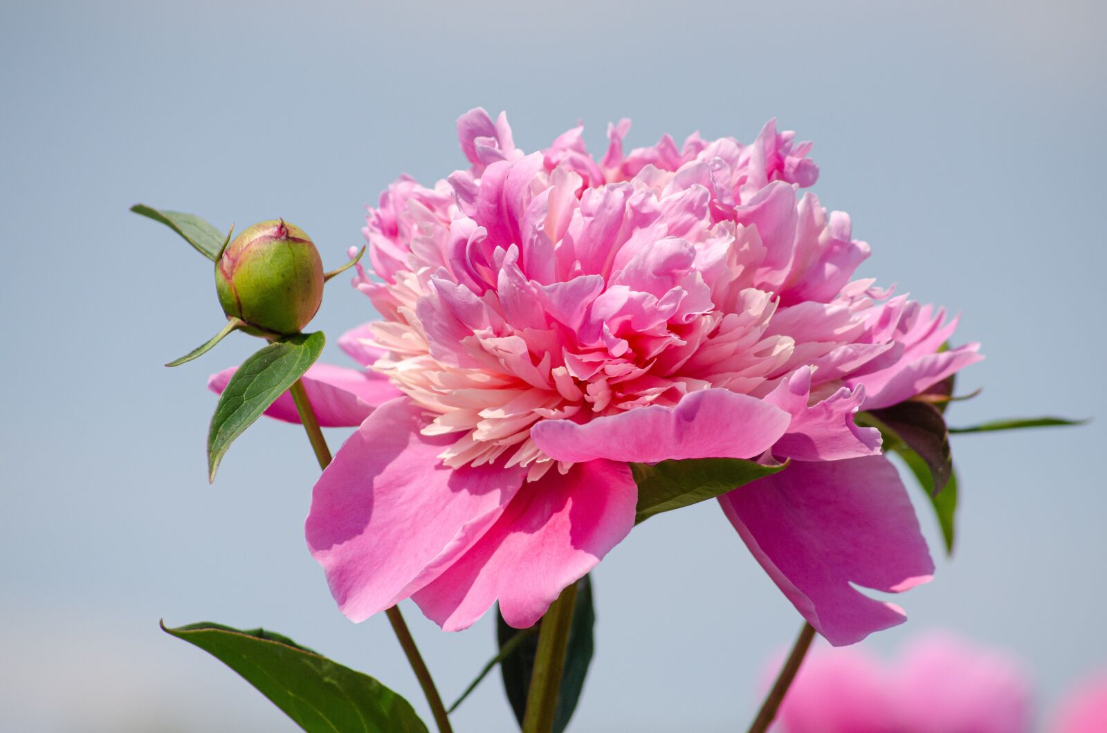 Tamron AF 55-200mm F4-5.6 Di II LD Macro sample photo. Peony, blossom, bloom photography
