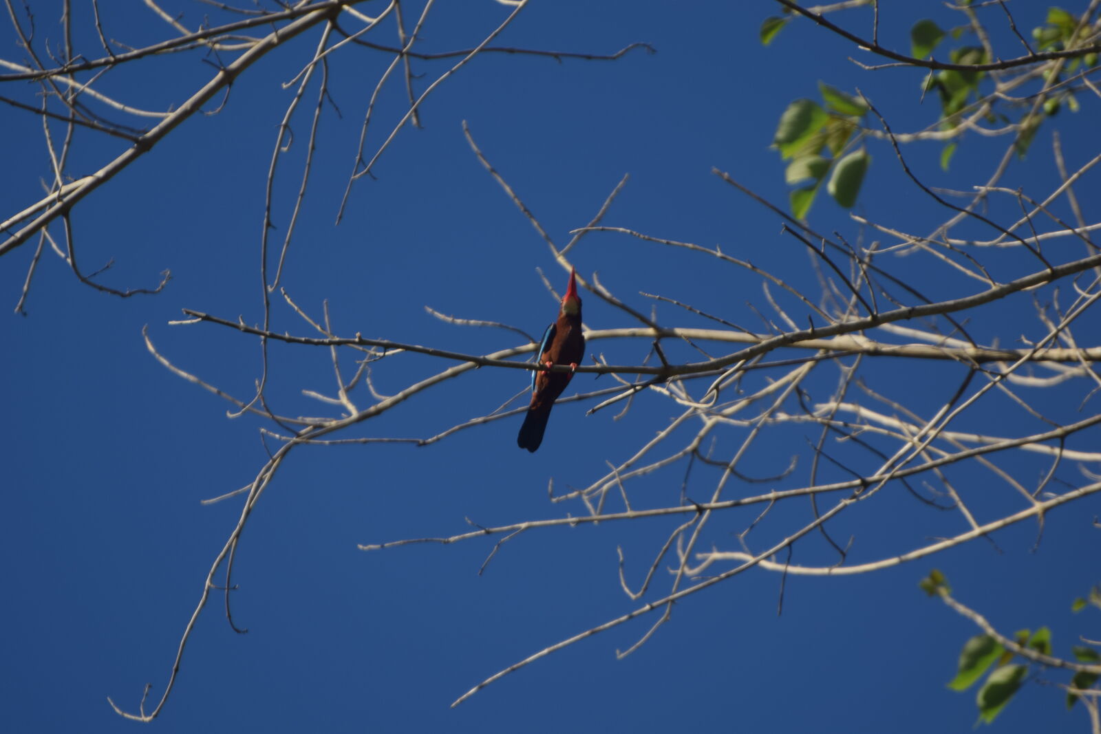 Nikon D3300 sample photo