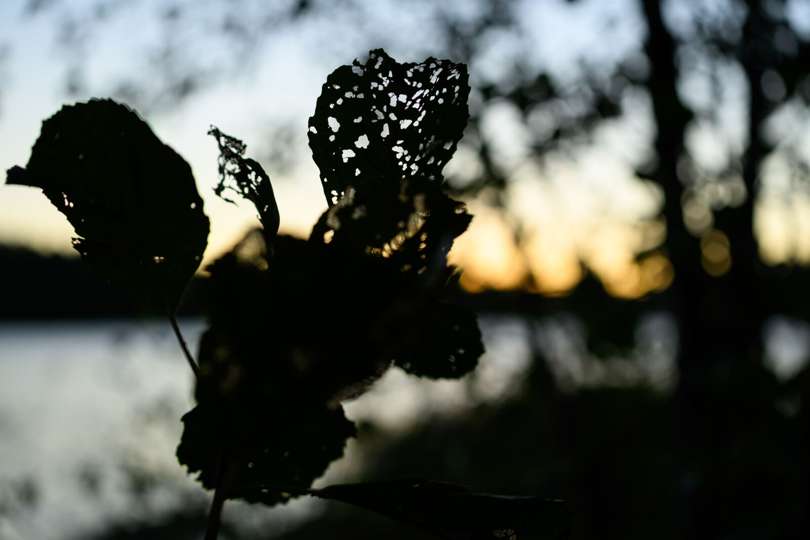 Nikon Z8 sample photo. Autumn leaves photography