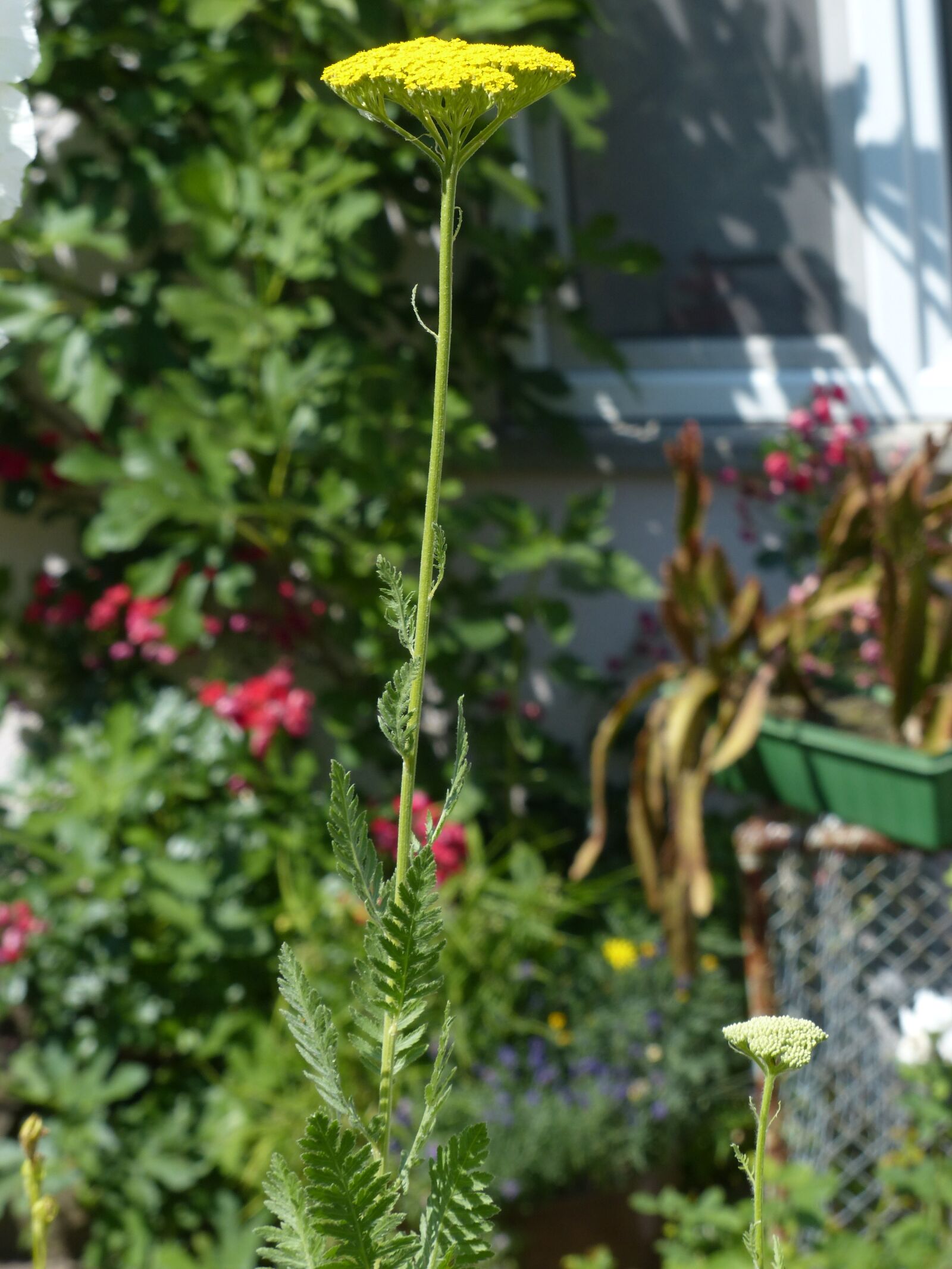 Panasonic Lumix DMC-FZ200 sample photo. Fernleaf, flower, blossom photography