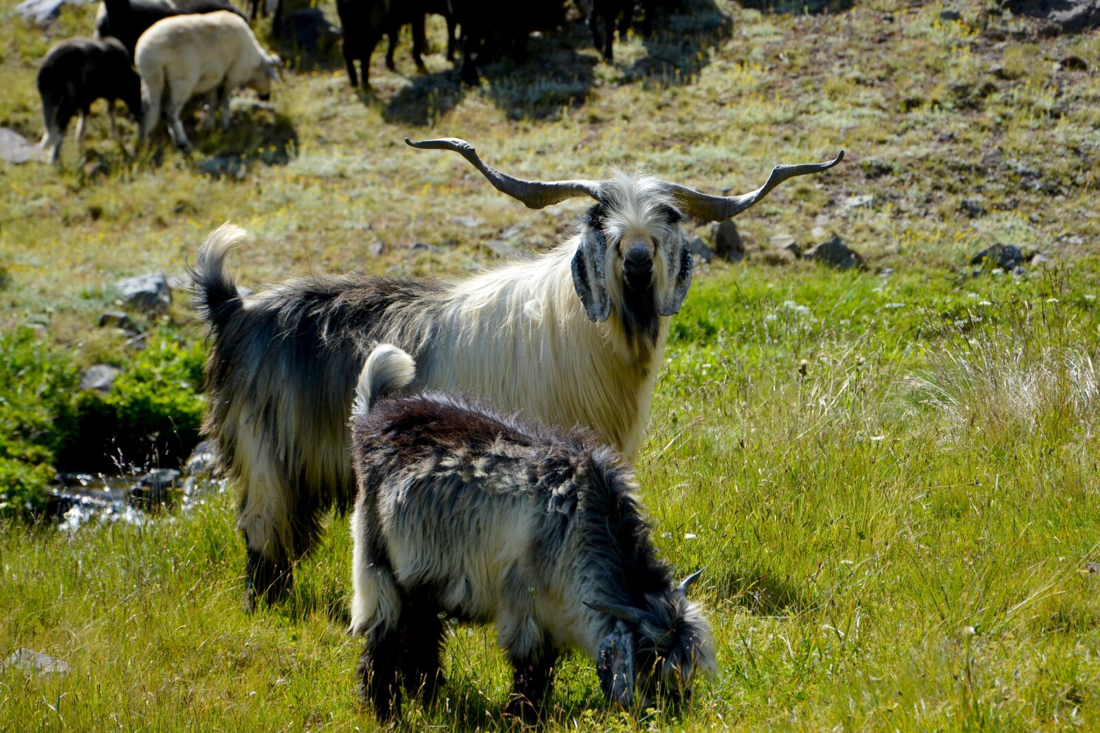Nikon D7100 sample photo. Animal, horn, outdoors photography