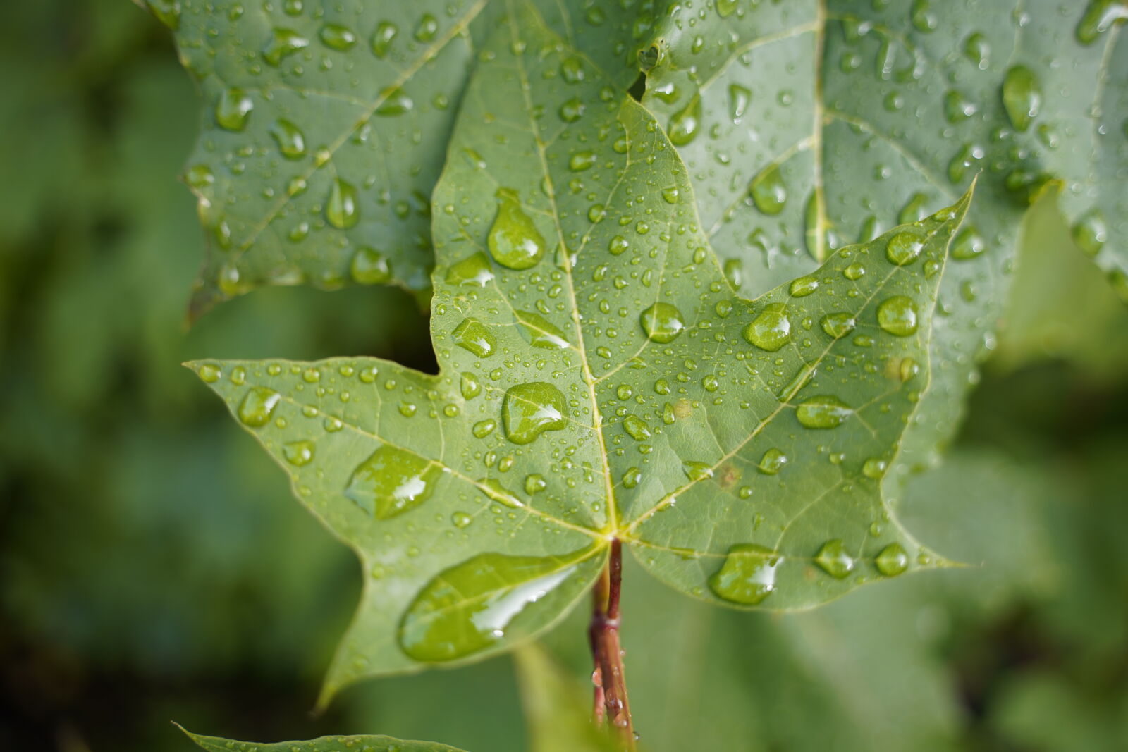Sony a7R IV sample photo. Raindrops on the leaf photography