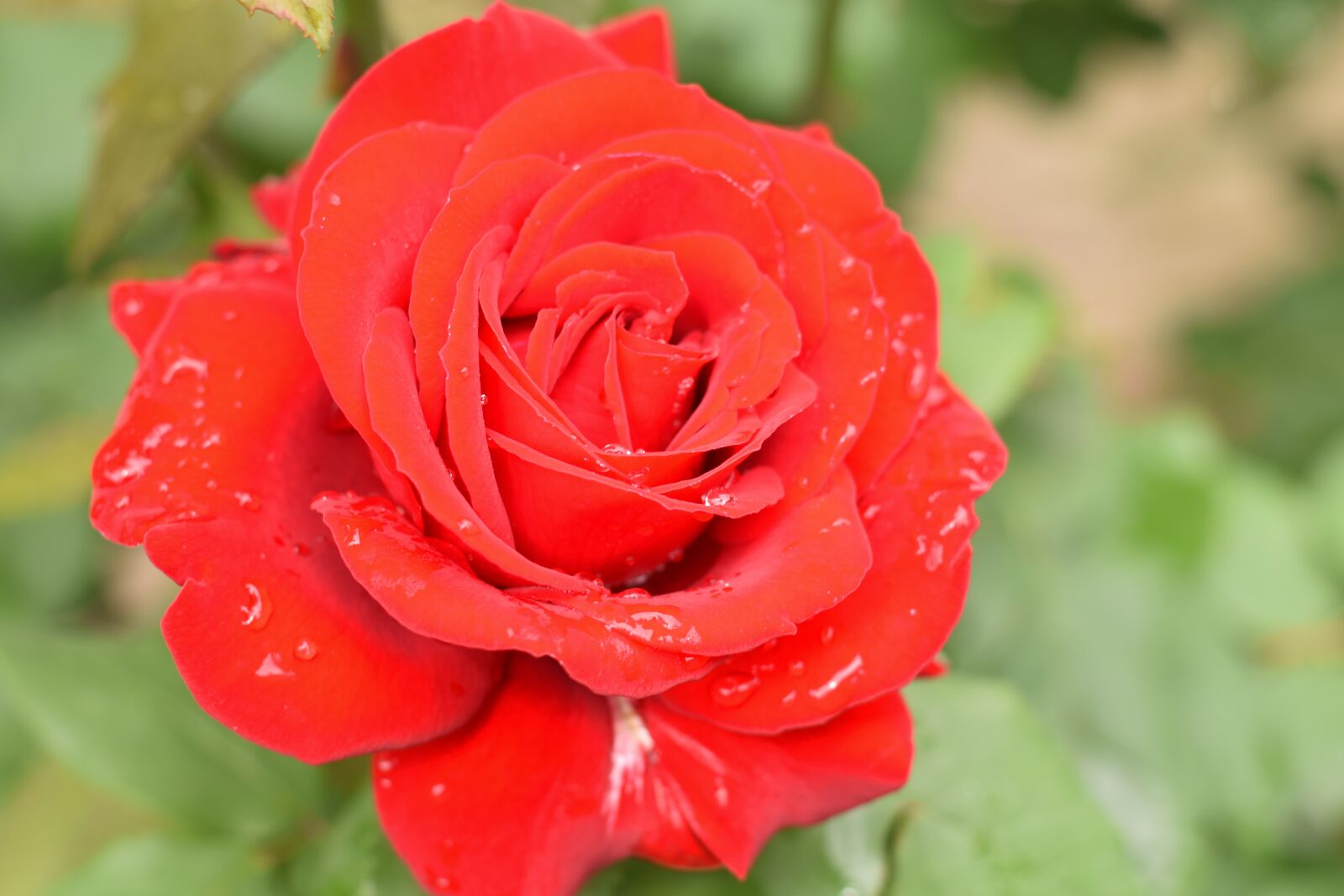 Nikon D3300 sample photo. Rose, flower, petal photography