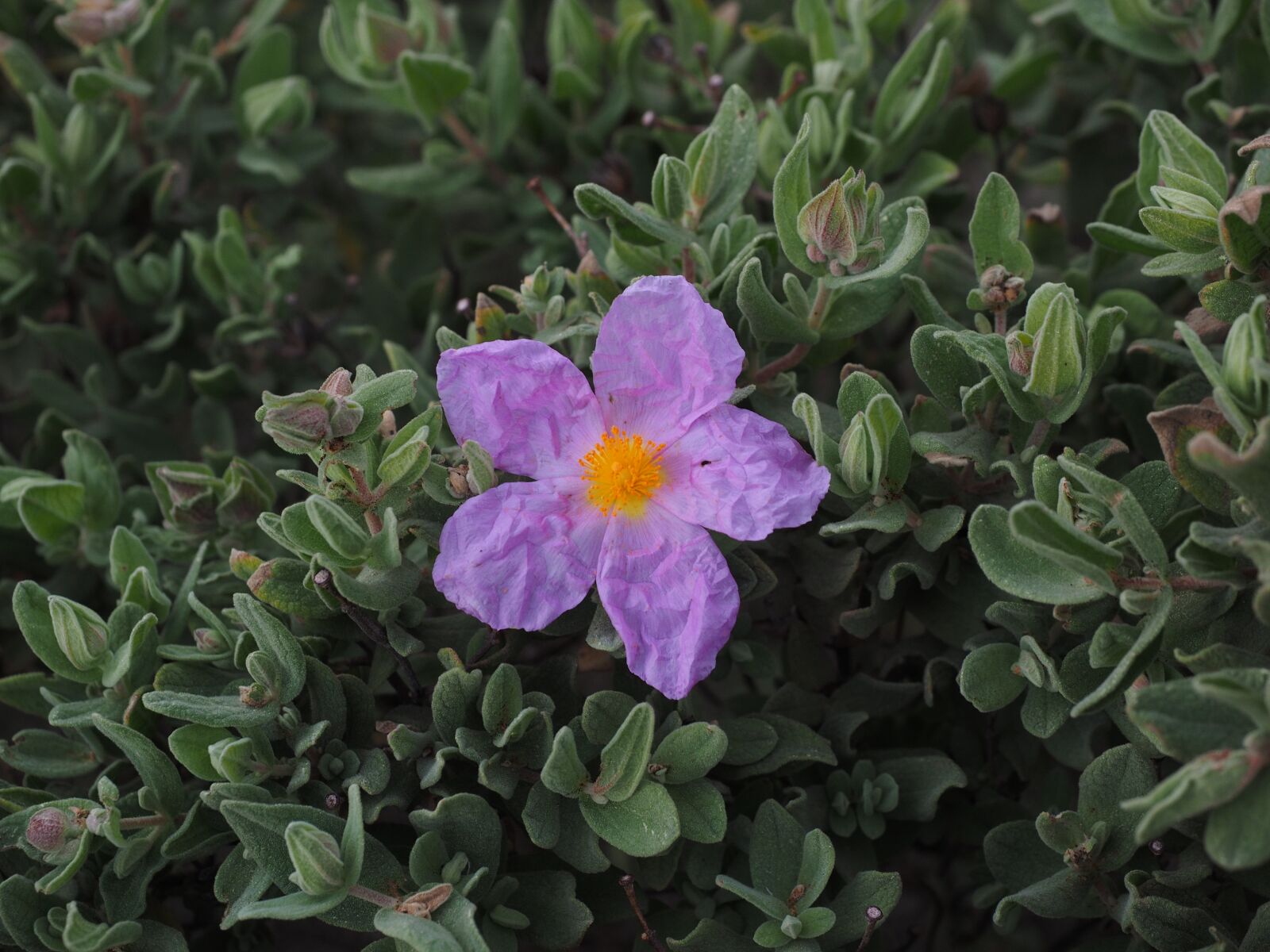 Olympus OM-D E-M1 + Olympus M.Zuiko Digital ED 12-40mm F2.8 Pro sample photo. Rockrose, blossom, bloom photography