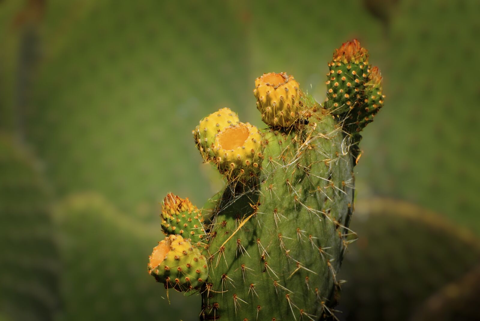 Nikon D200 sample photo. Cactus flower, cactus, palma photography