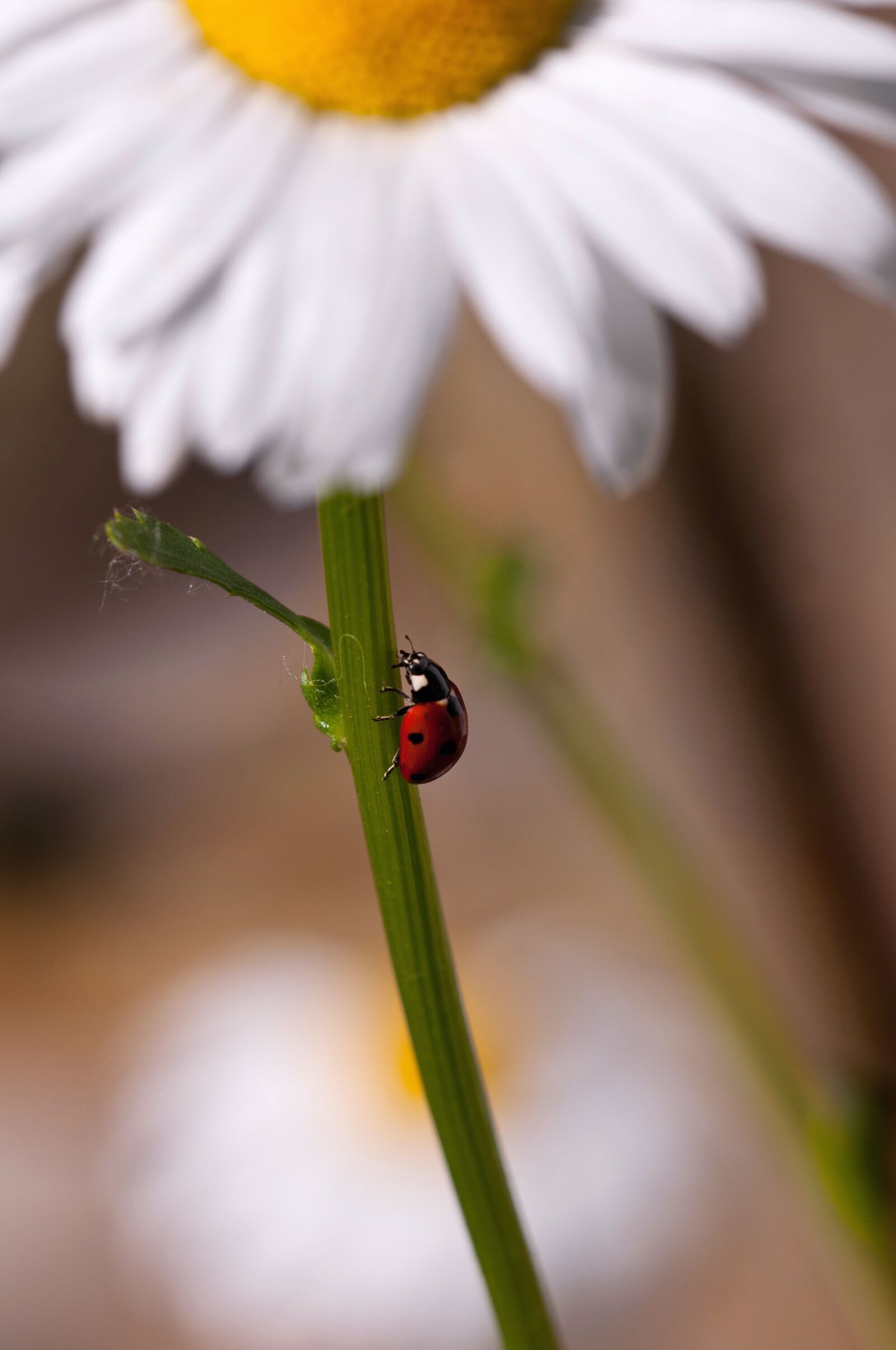 Nikon D300S sample photo. Marguerite, flower, plant photography