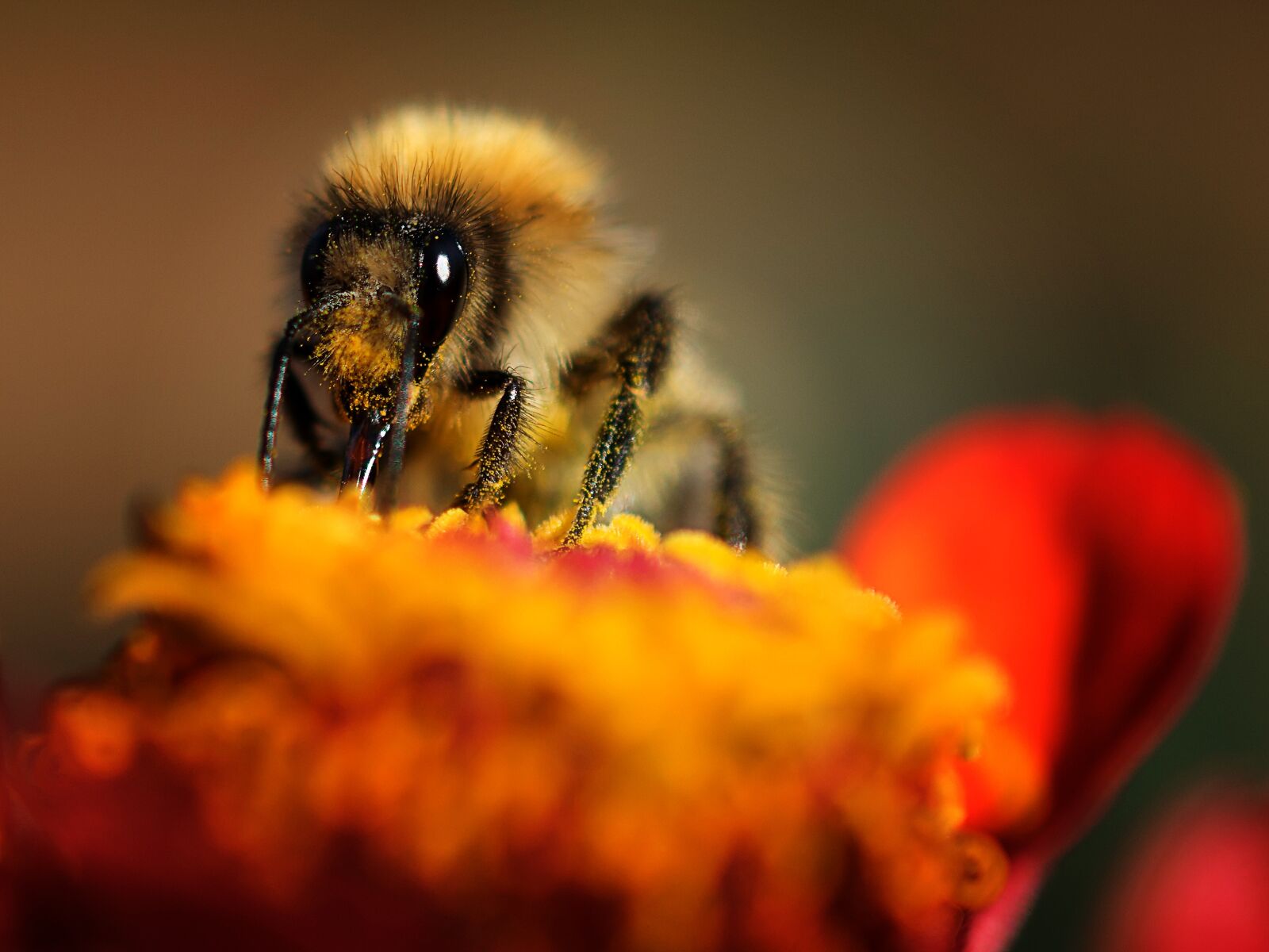 Nikon D3300 sample photo. Macro, close-up photography, landscape photography