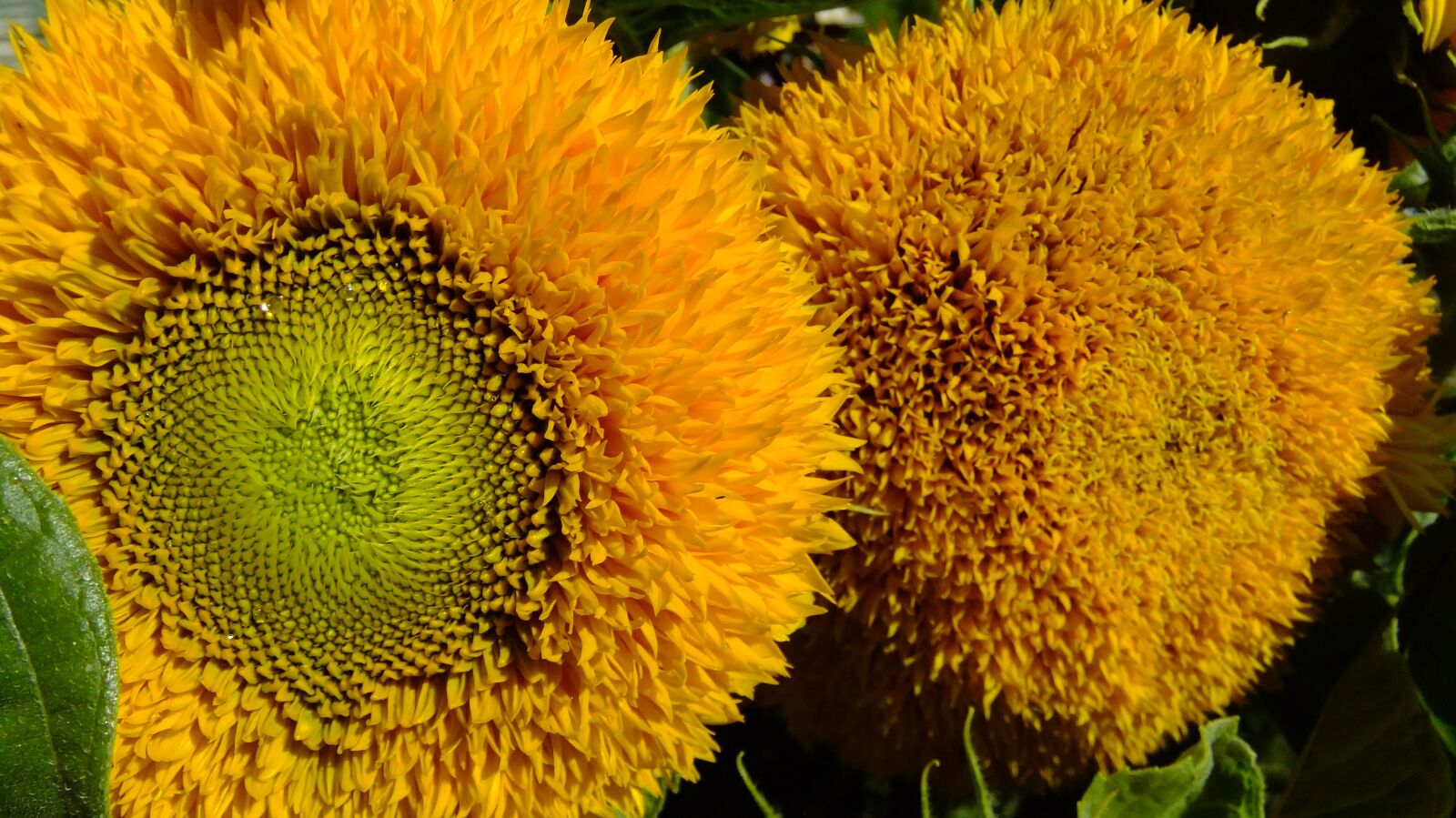 FujiFilm FinePix F80EXR (FinePix F85EXR) sample photo. Sunflower, flowers, summer photography