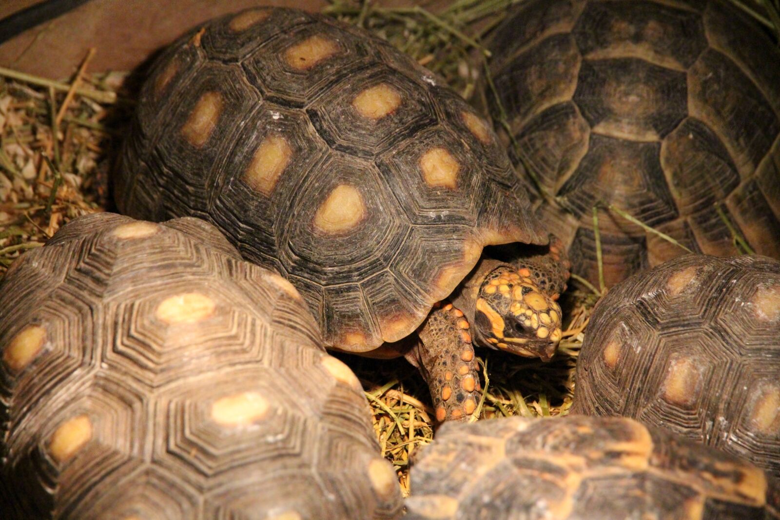 Canon EOS 650D (EOS Rebel T4i / EOS Kiss X6i) sample photo. Tortoise, coal turtle, red-legged photography