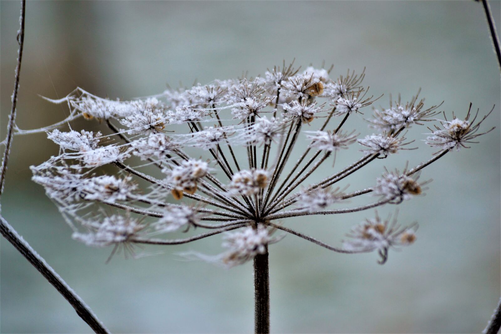 Nikon D3100 sample photo. Frost, icy, plant, winter photography