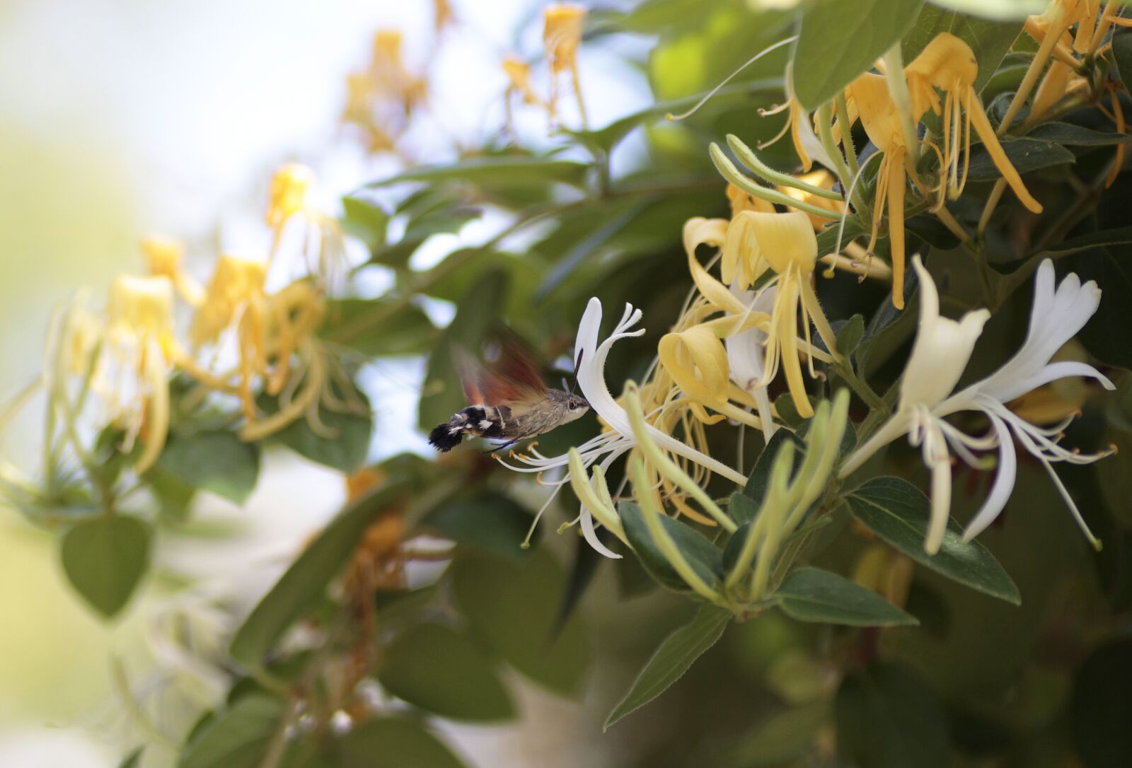 Canon EOS 700D (EOS Rebel T5i / EOS Kiss X7i) sample photo. Hummingbird, nature, hummingbird hawk photography