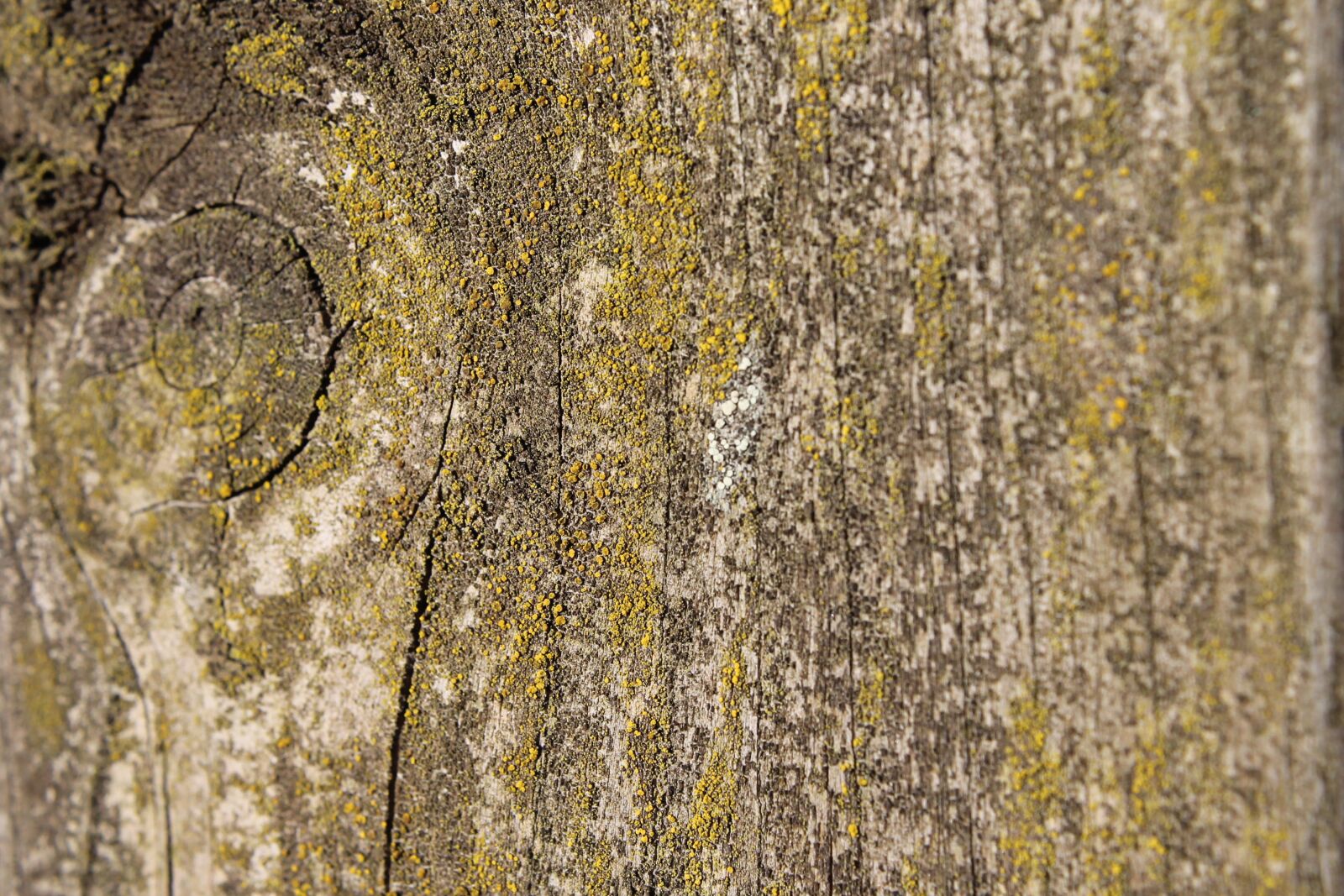 Canon EOS 1100D (EOS Rebel T3 / EOS Kiss X50) sample photo. Tree, wood, plank photography