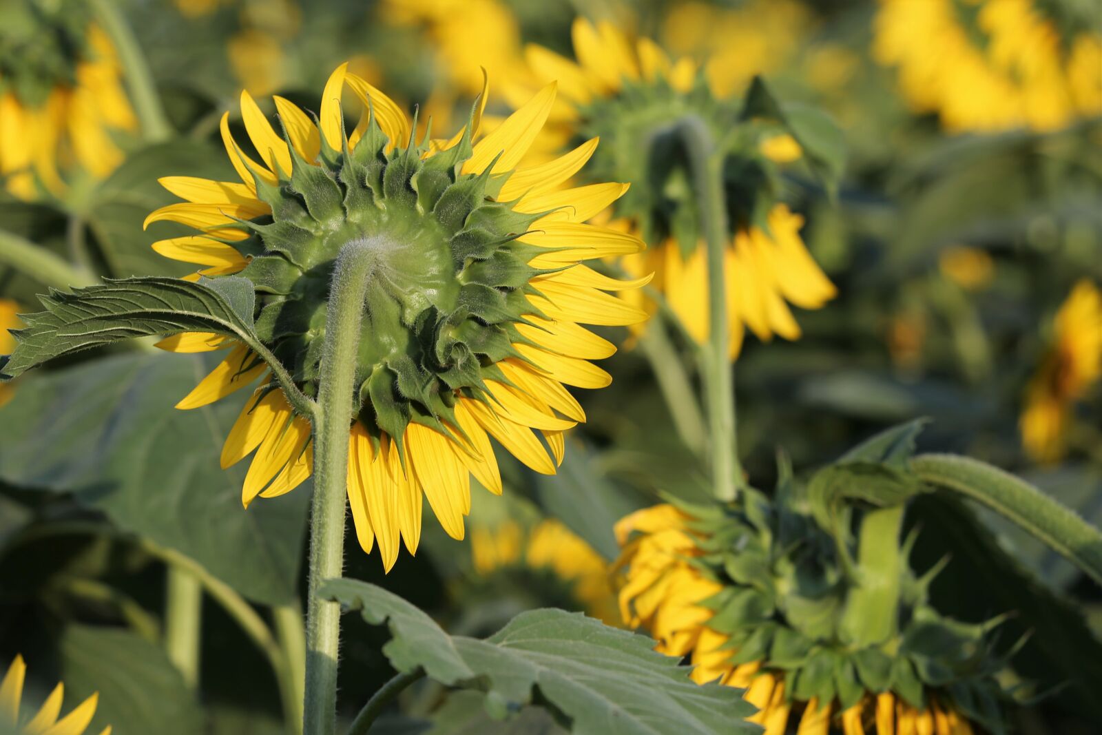 Canon EF 70-300 F4-5.6 IS II USM sample photo. Agriculture, sunflower, bloom photography