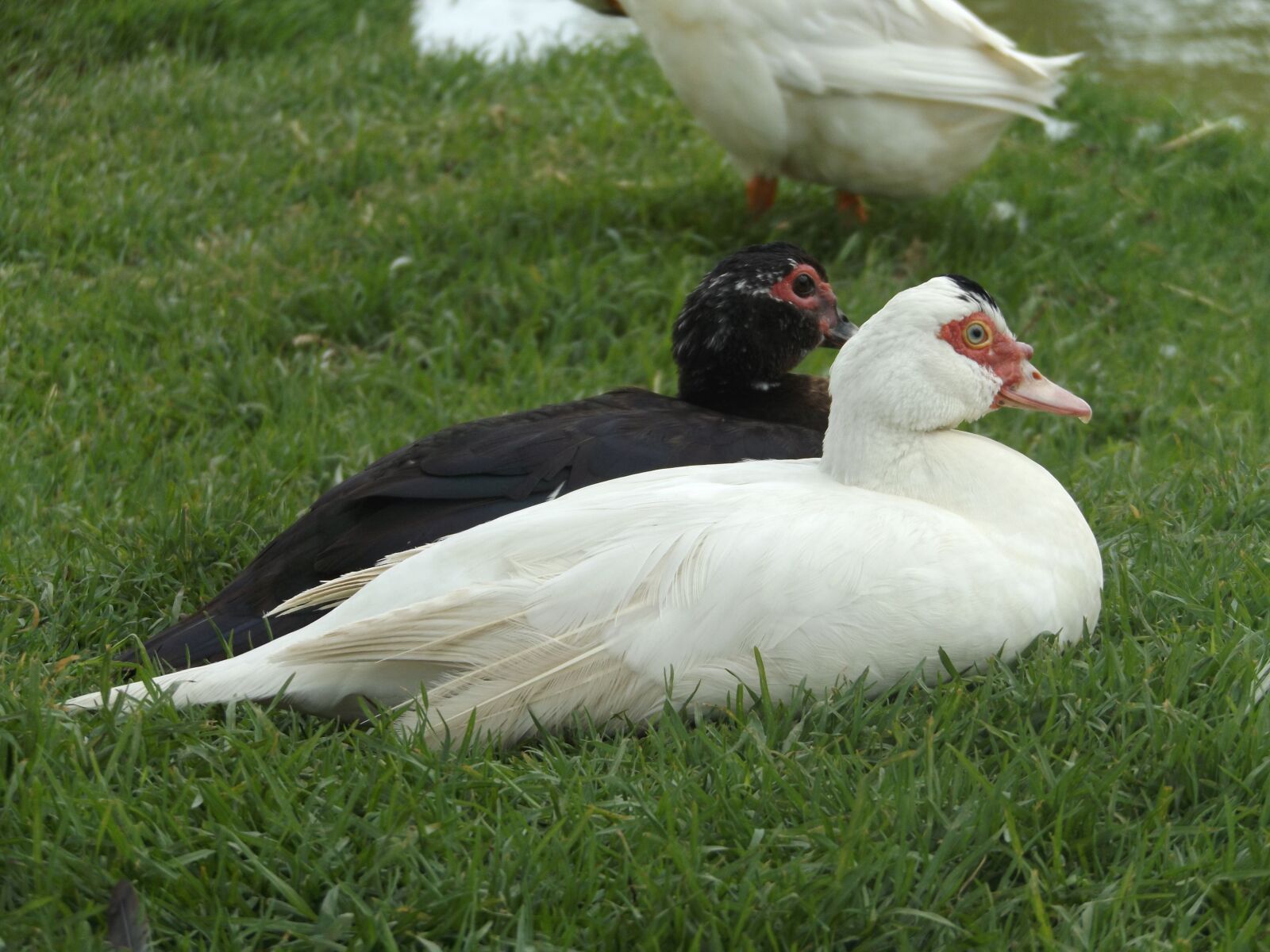 Fujifilm FinePix S8600 sample photo. Bird, paloma, nature photography