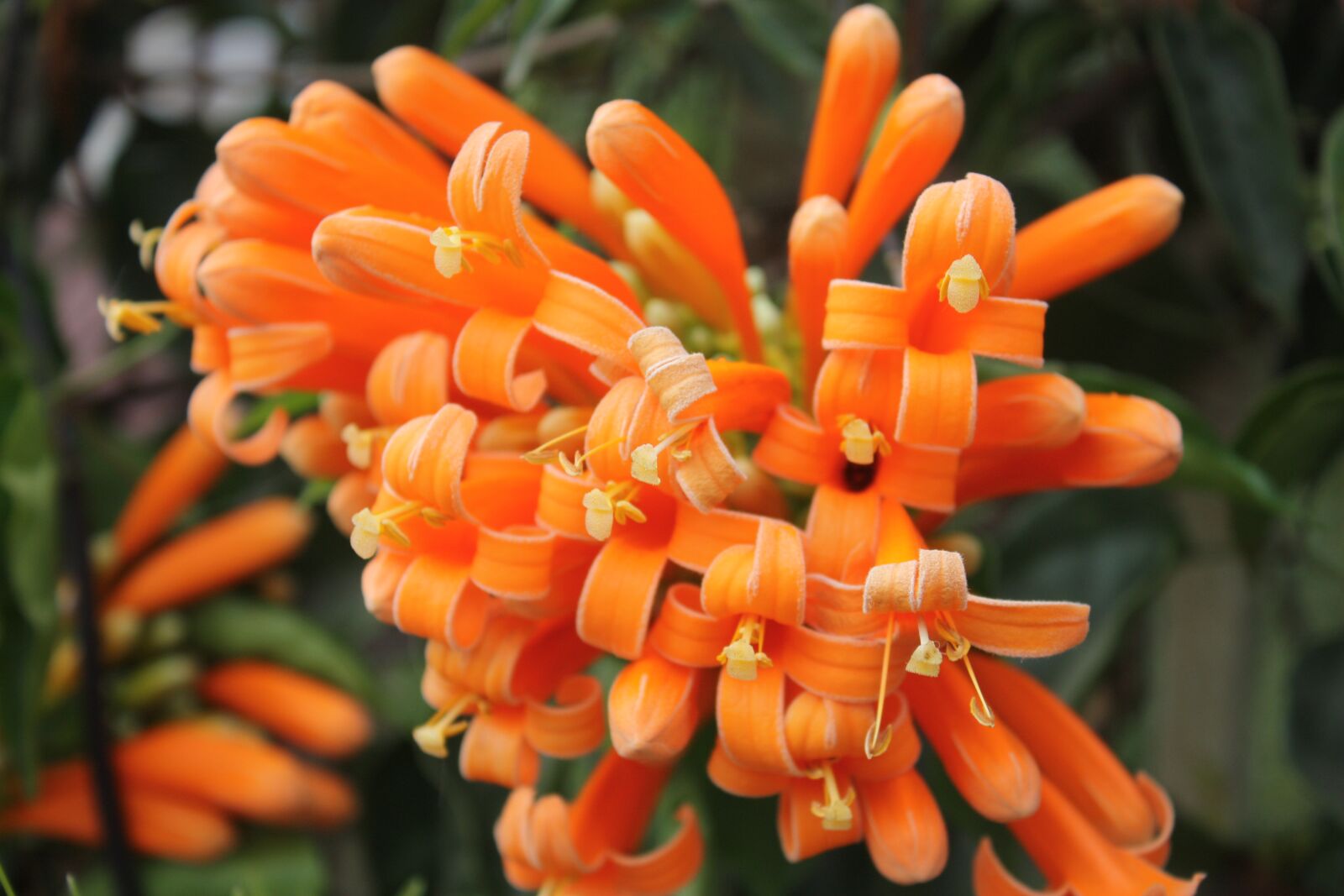Canon EOS 450D (EOS Rebel XSi / EOS Kiss X2) sample photo. Flowers, orange, plant photography