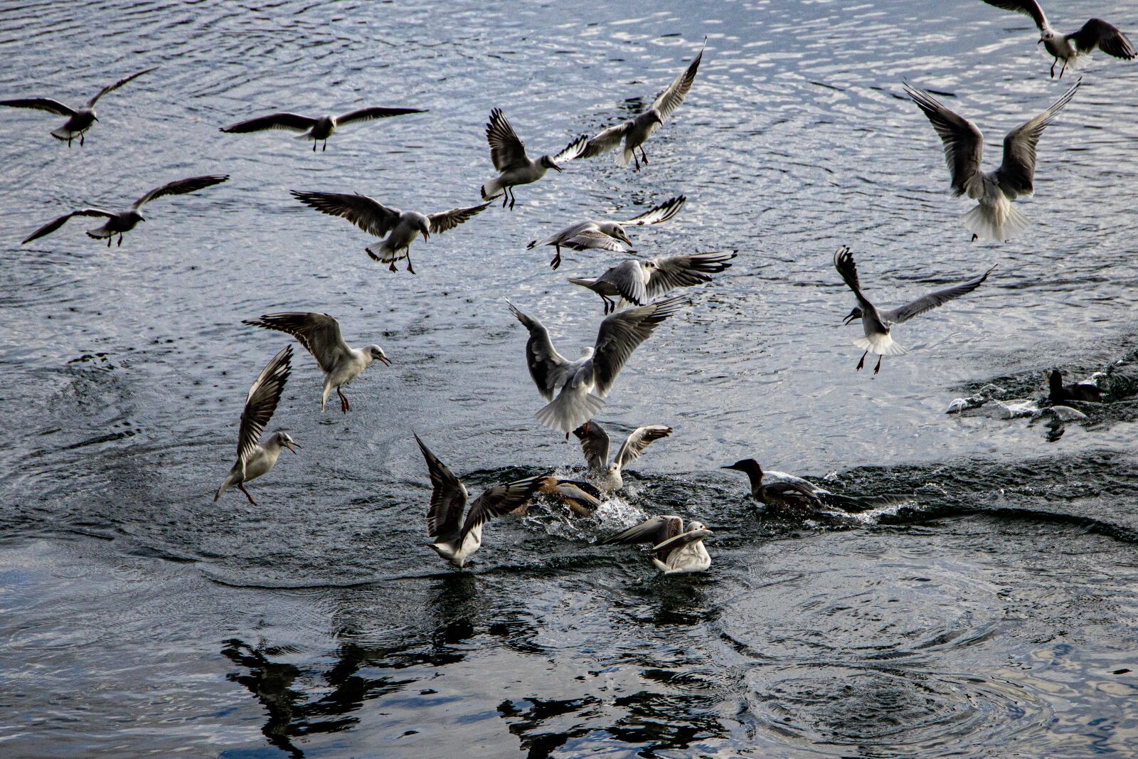 Canon EOS R sample photo. Gulls, birds, water photography