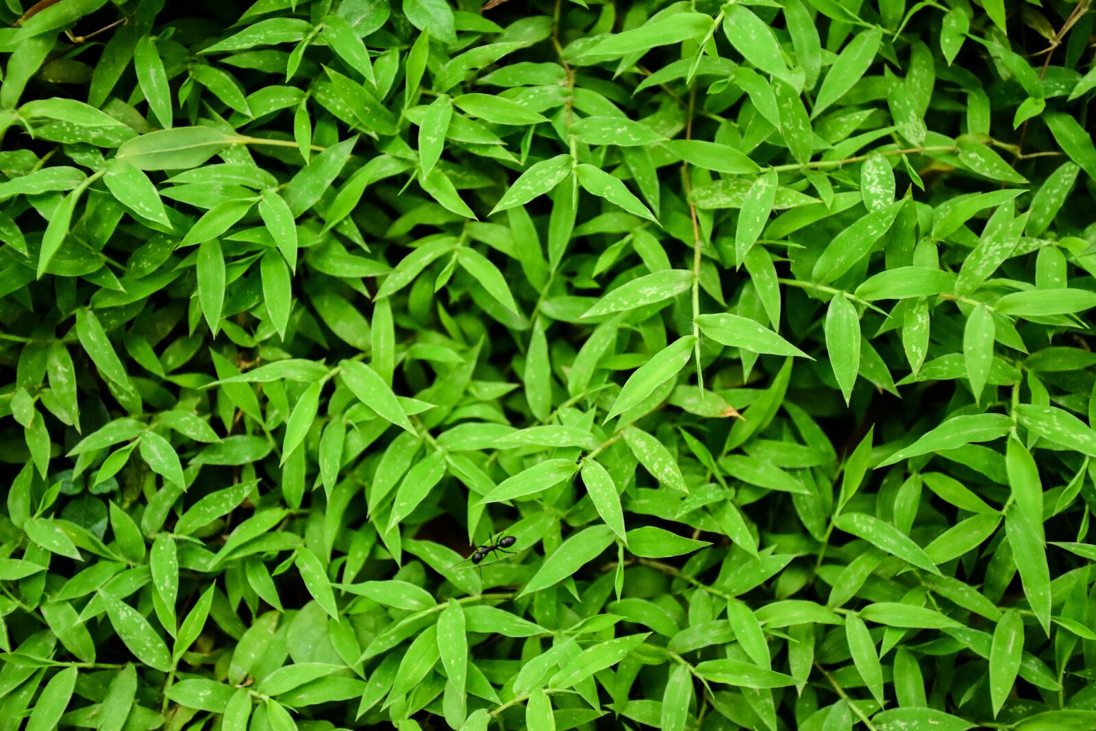 Nikon D7200 sample photo. Background, grass, green grass photography