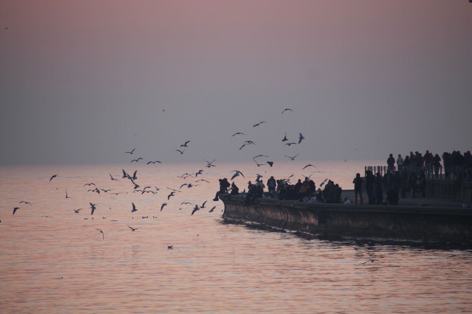 Canon EOS 650D (EOS Rebel T4i / EOS Kiss X6i) sample photo. Marine, seagull, gates photography