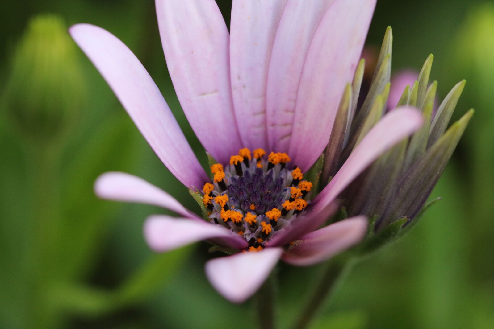 Canon EOS 70D + Canon EF 100mm F2.8 Macro USM sample photo. Pink, purple, flower photography